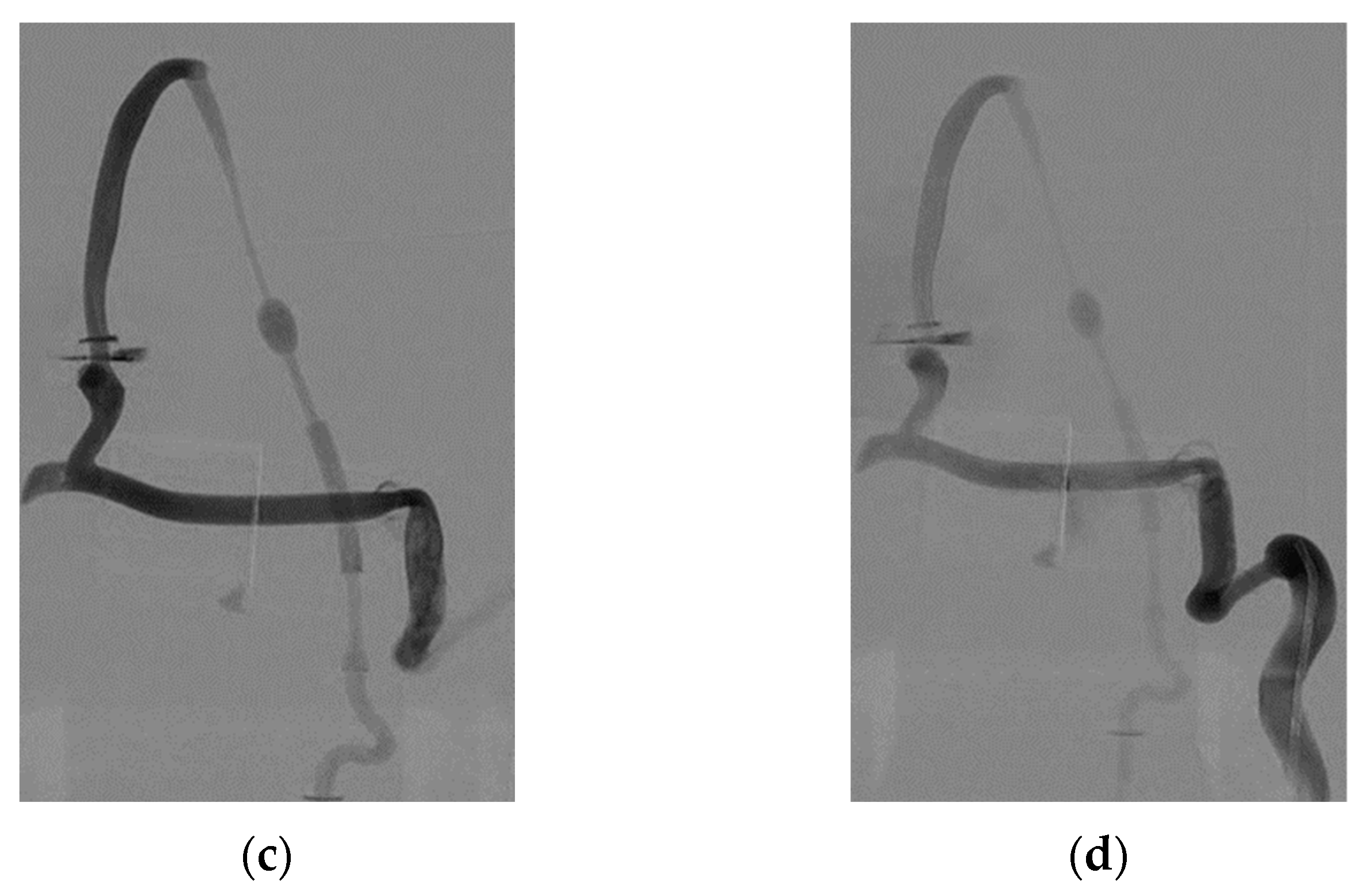 Anatomia 04 00002 g004b