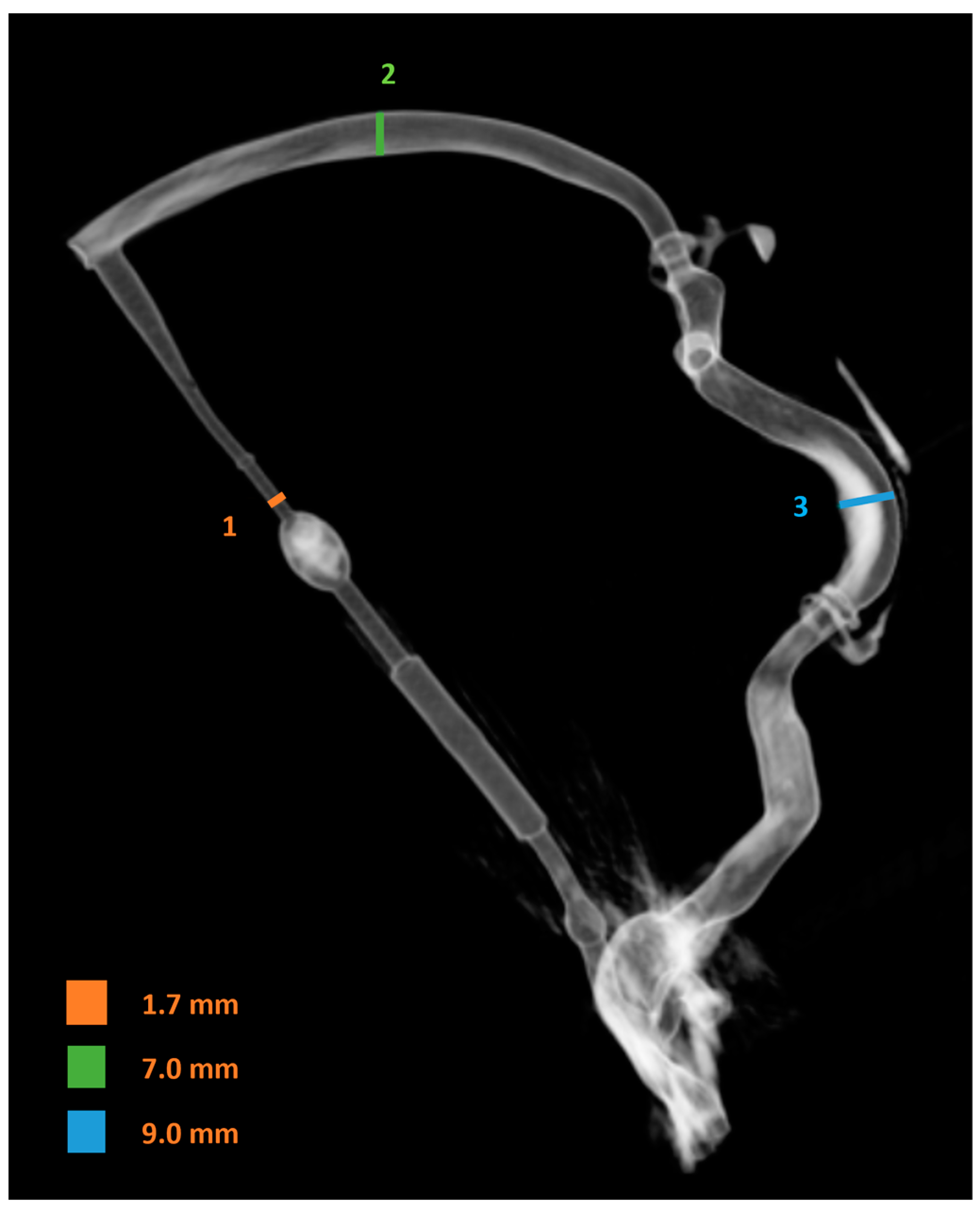 Anatomia 04 00002 g006