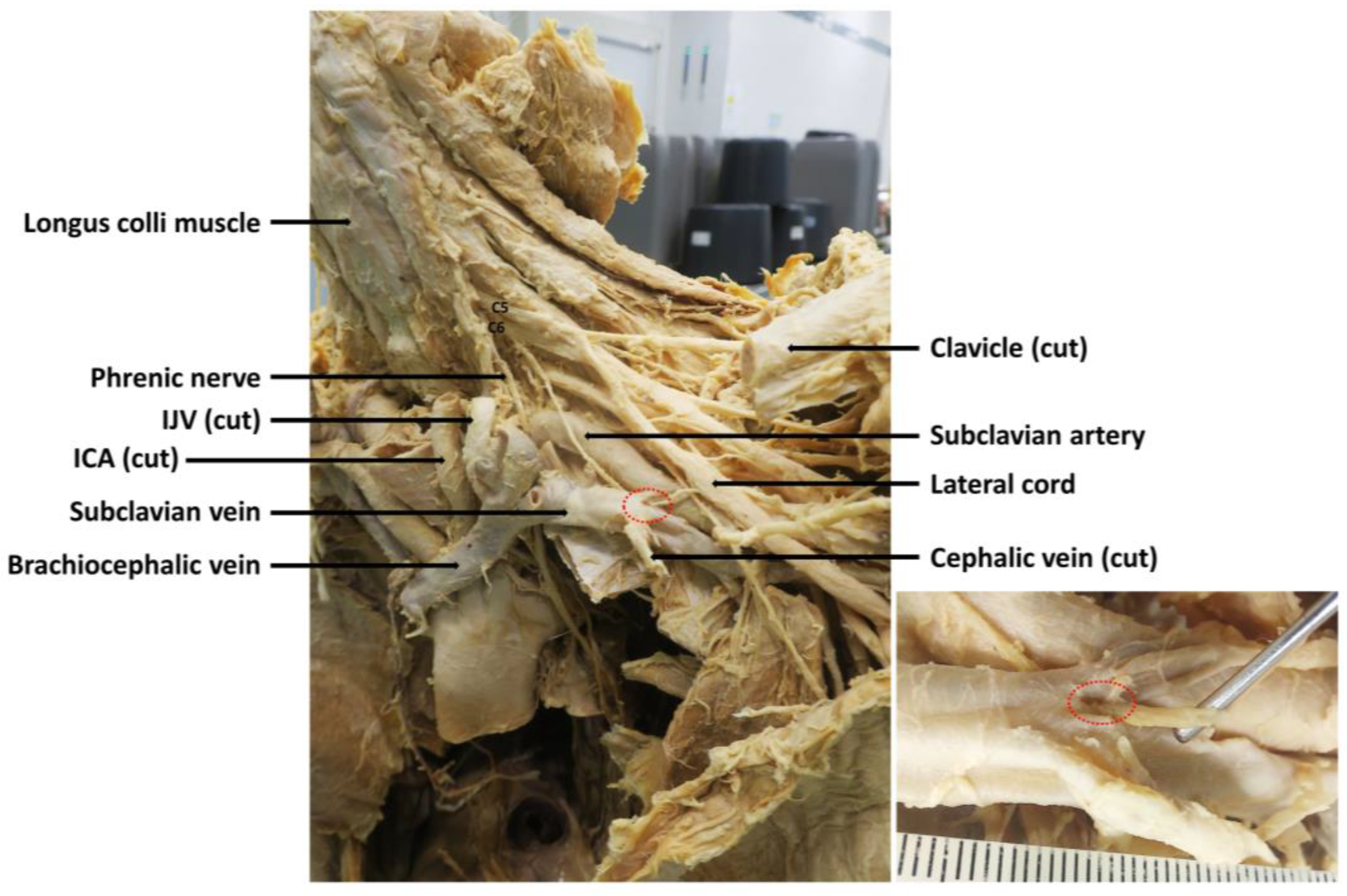 Anatomia 04 00003 g001 Anatomia 04 00003 g001