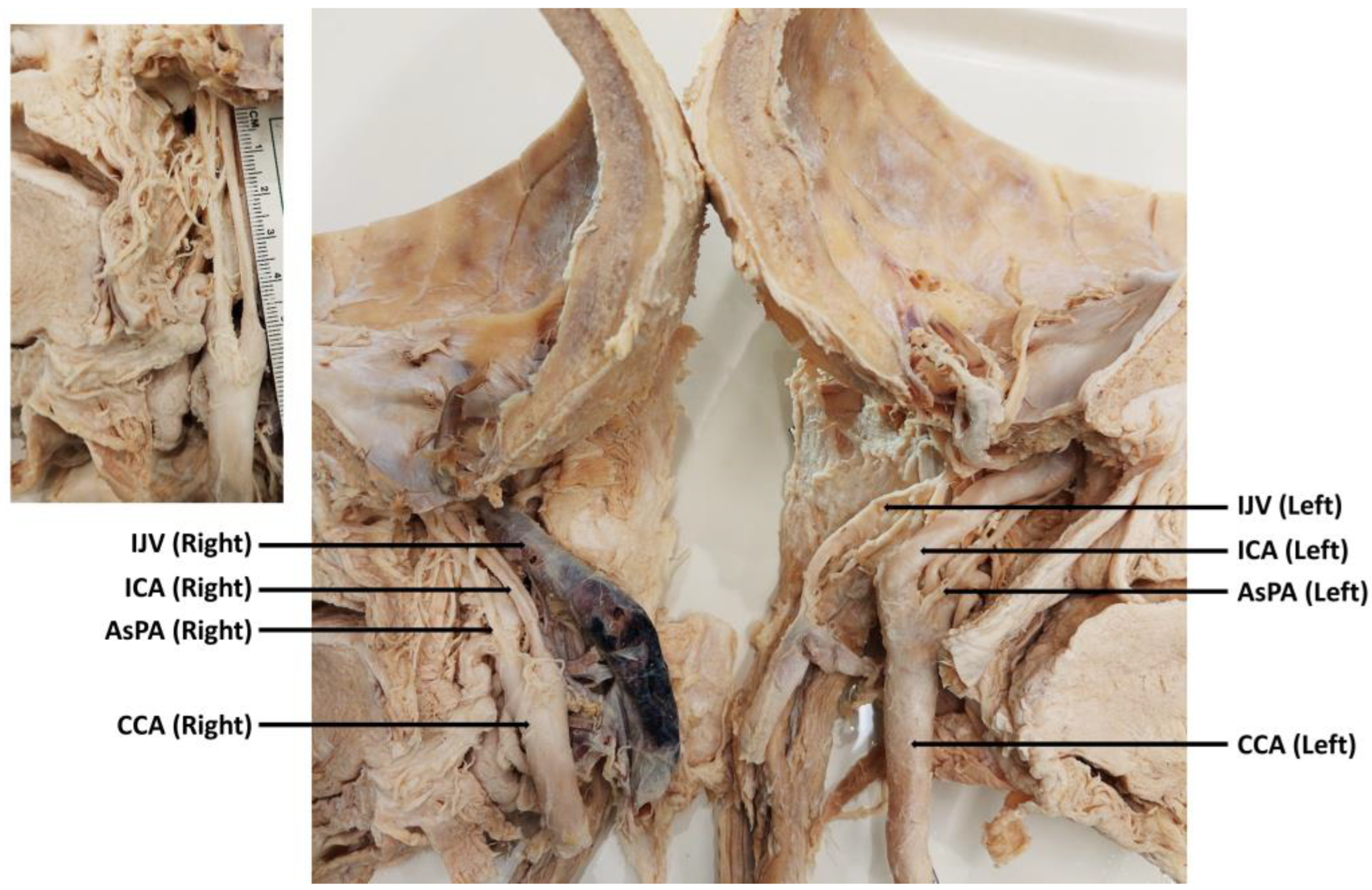 Anatomia 04 00003 g002 Anatomia 04 00003 g002