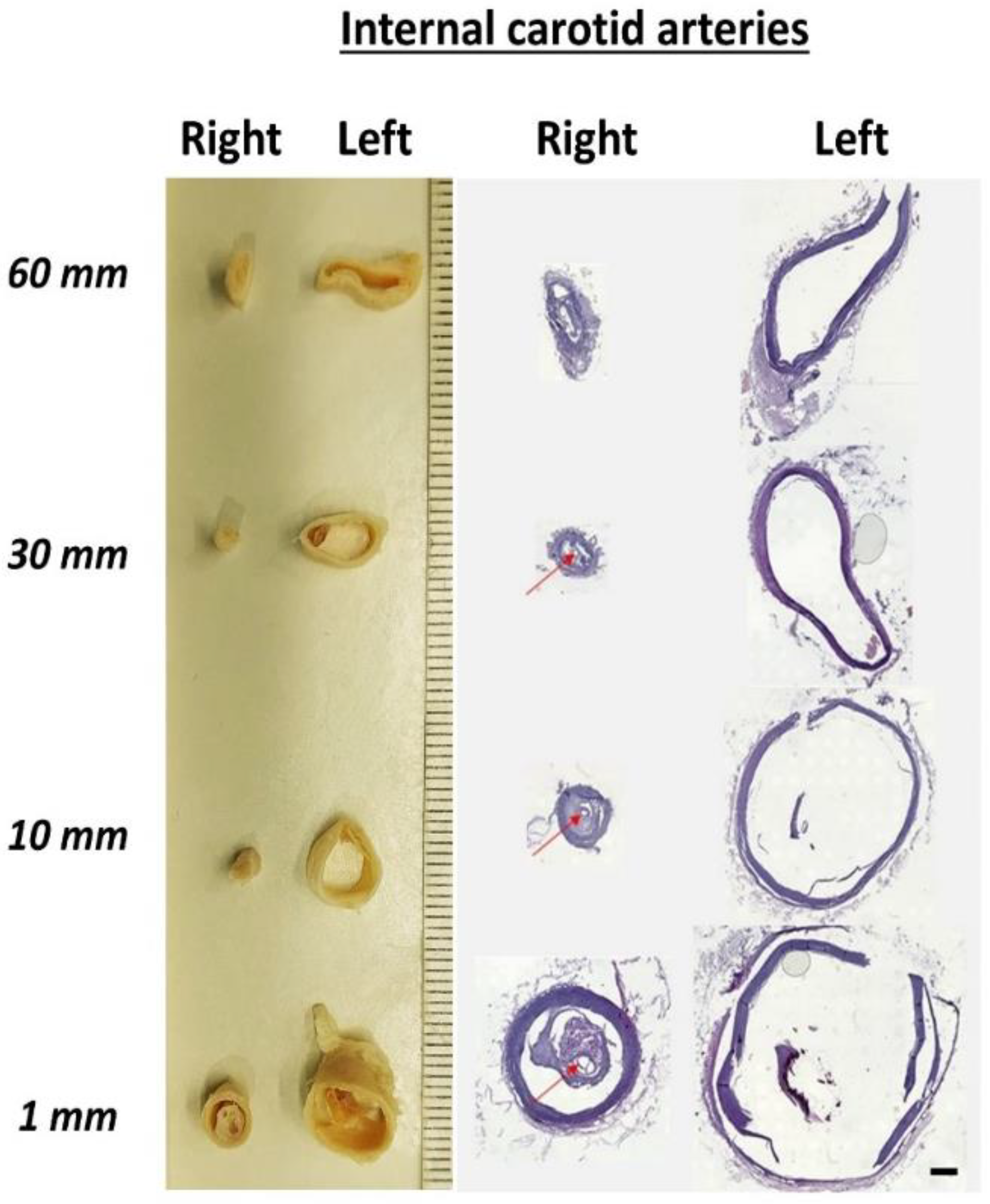 Anatomia 04 00003 g003 Anatomia 04 00003 g003