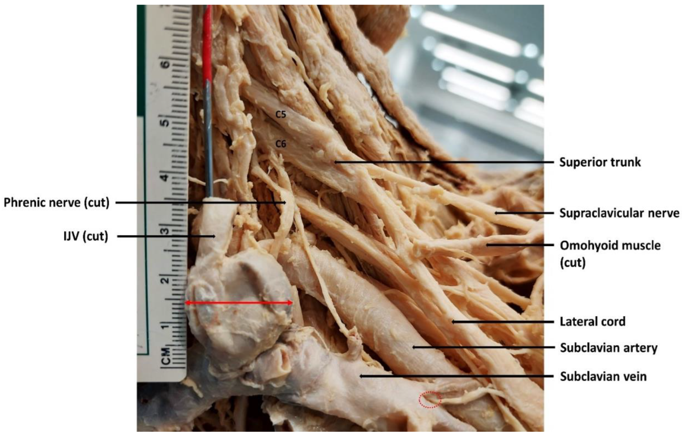 Anatomia 04 00003 g004 Anatomia 04 00003 g004