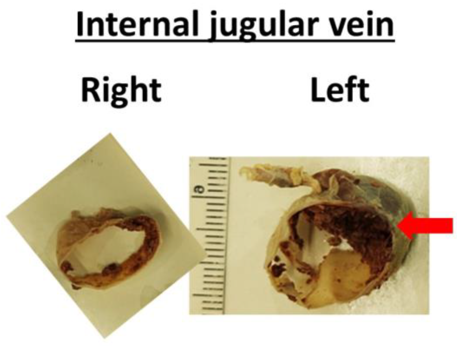 Anatomia 04 00003 g005 Anatomia 04 00003 g005