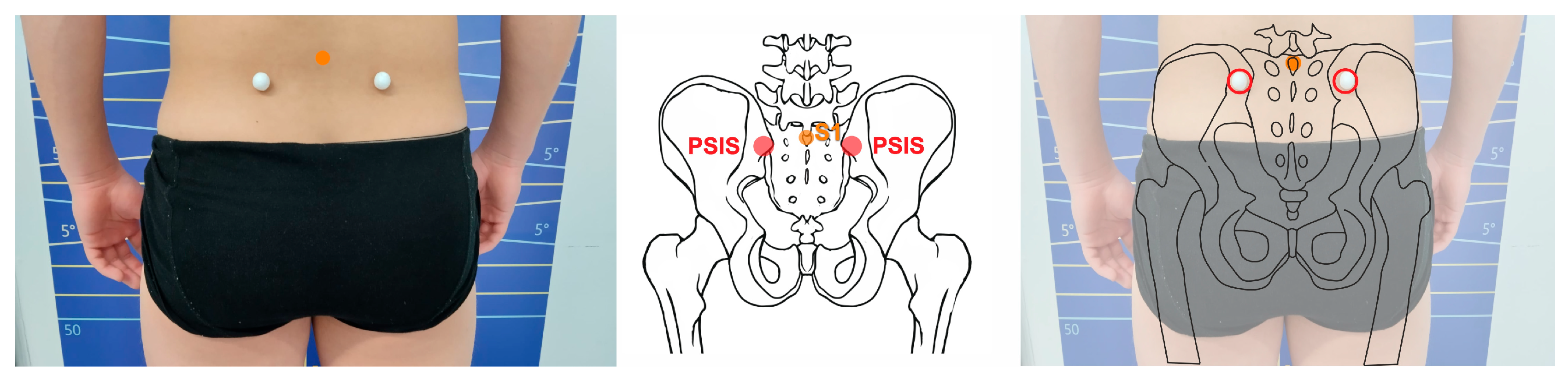 Anatomia 04 00005 g002