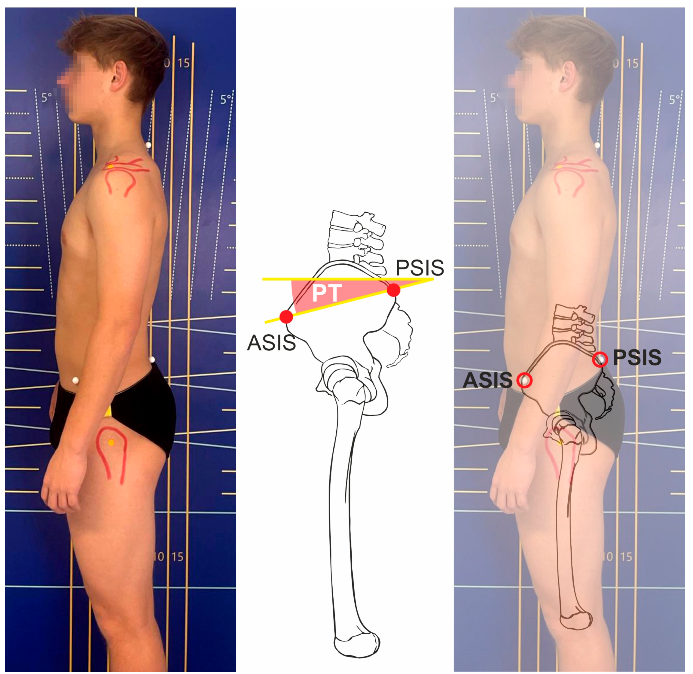Anatomia 04 00005 g004