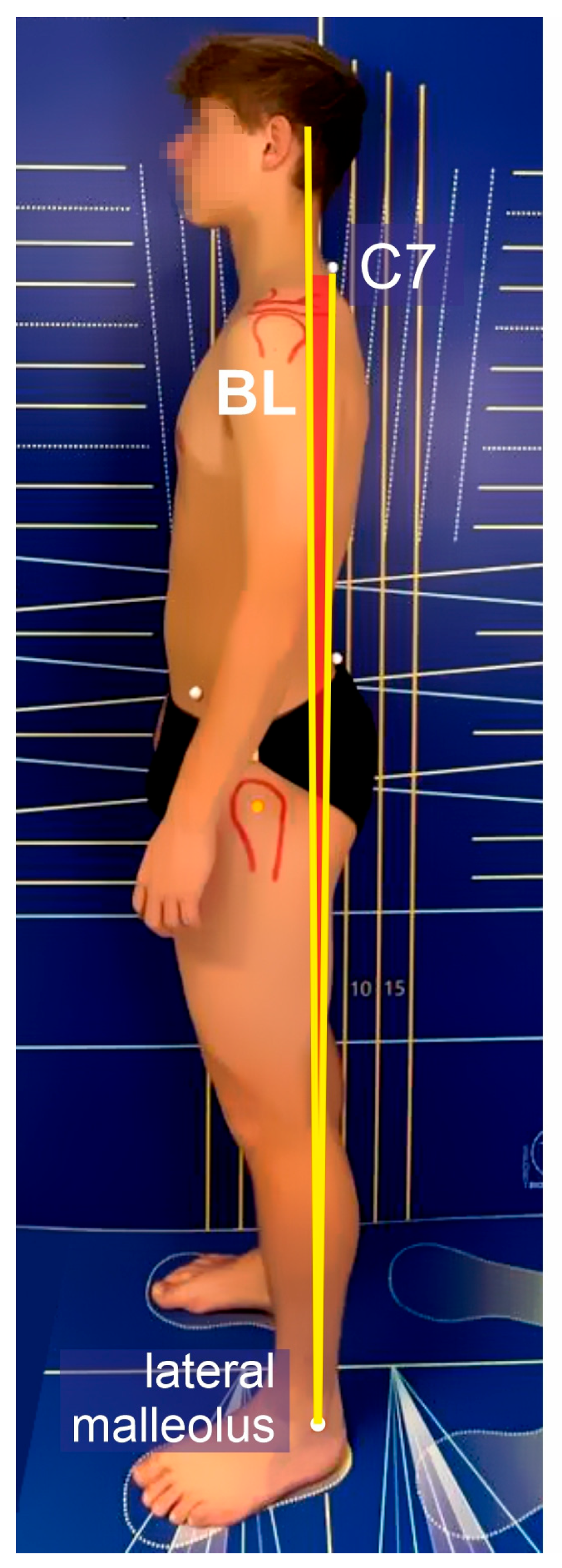 Anatomia 04 00005 g005