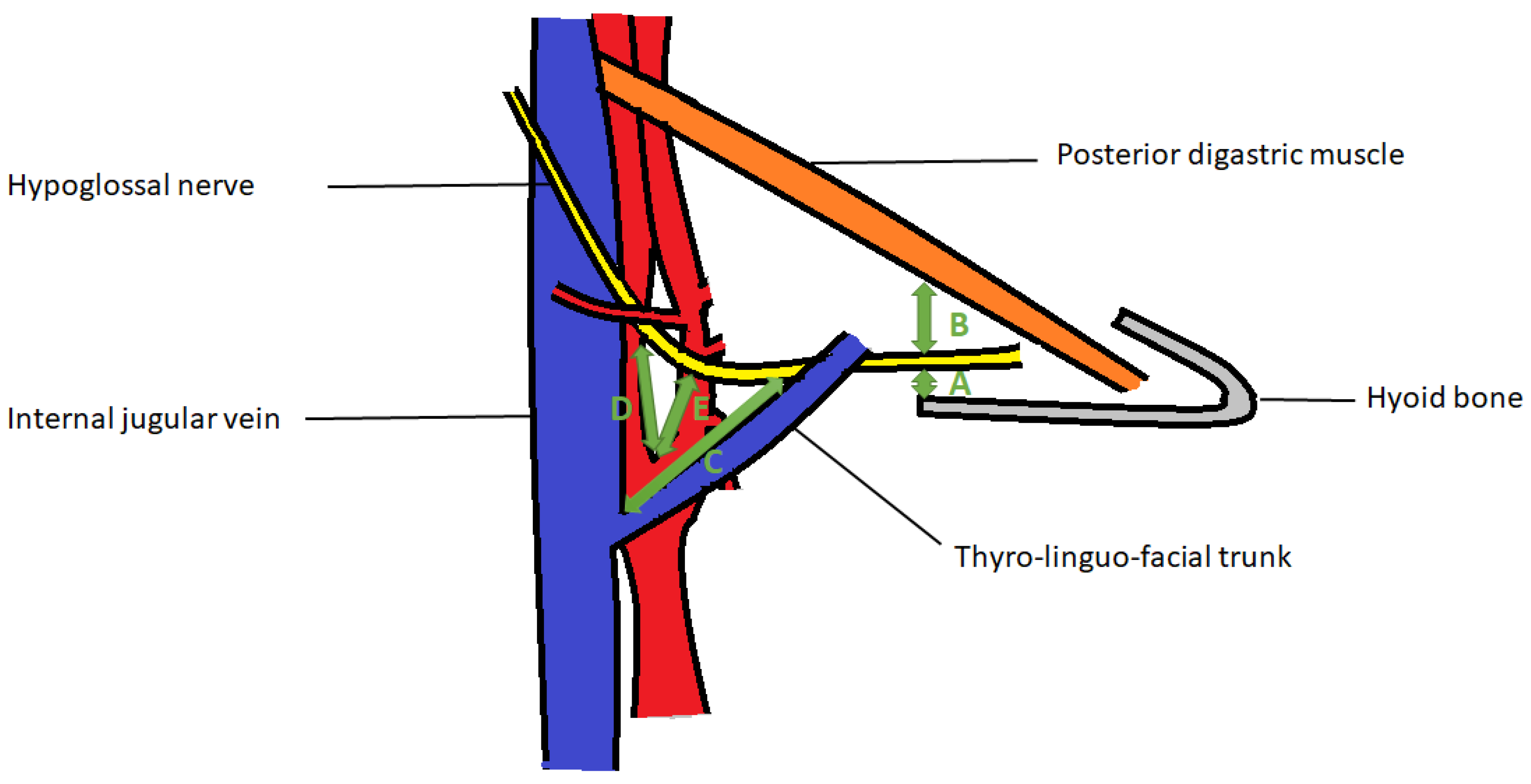 Anatomia 04 00006 g001