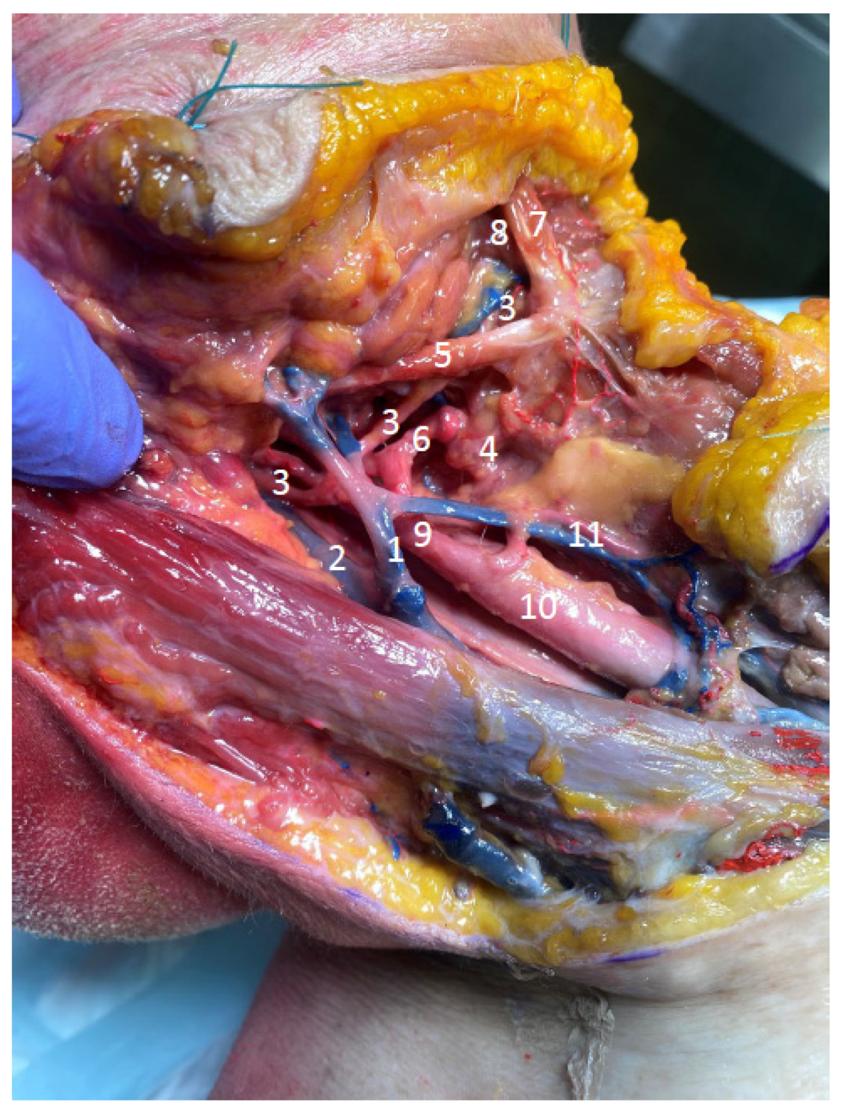 Anatomia 04 00006 g002