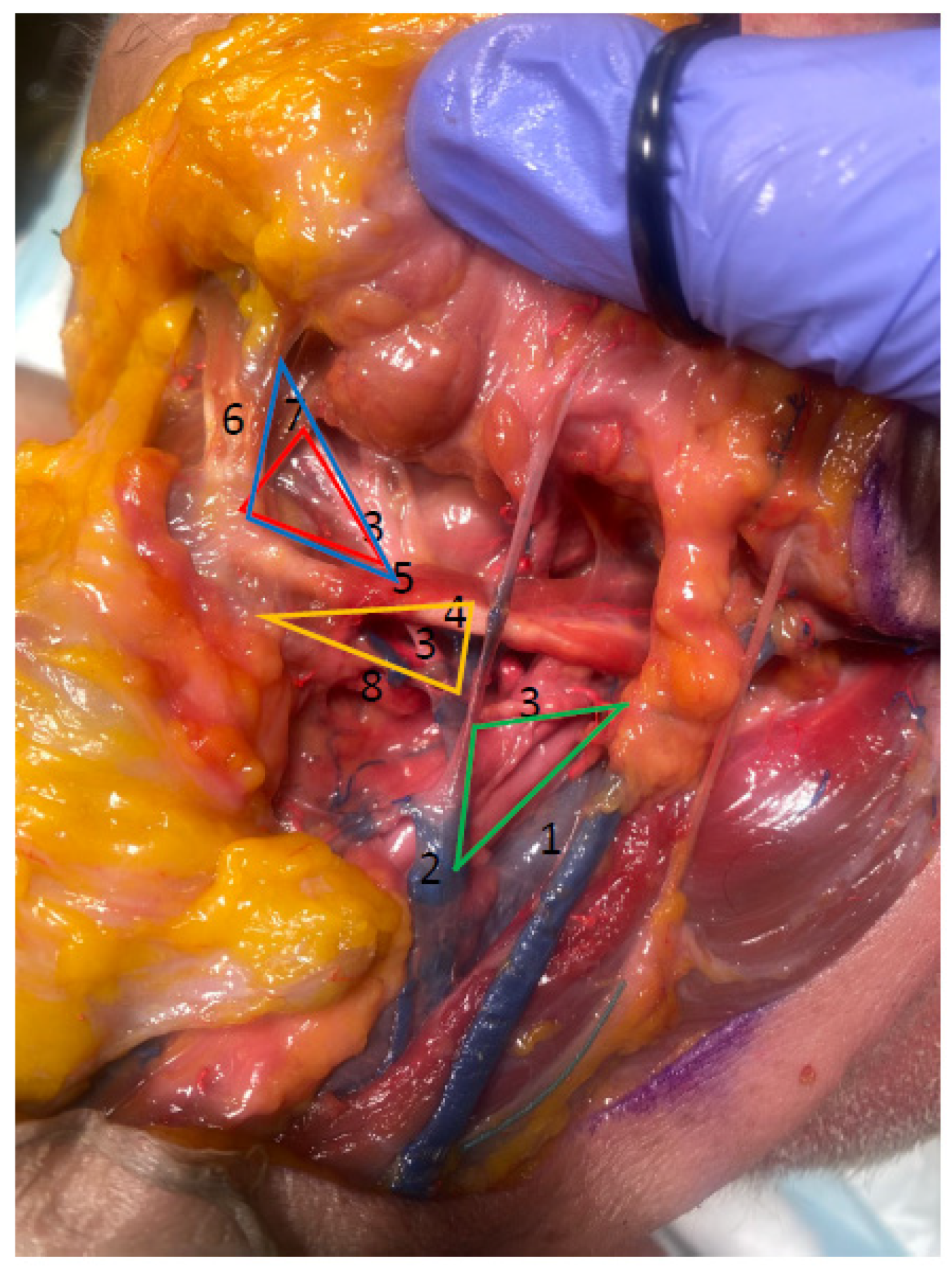 Anatomia 04 00006 g003