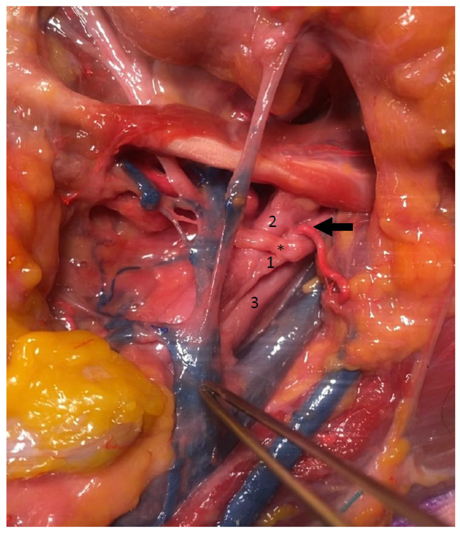 Anatomia 04 00006 g004