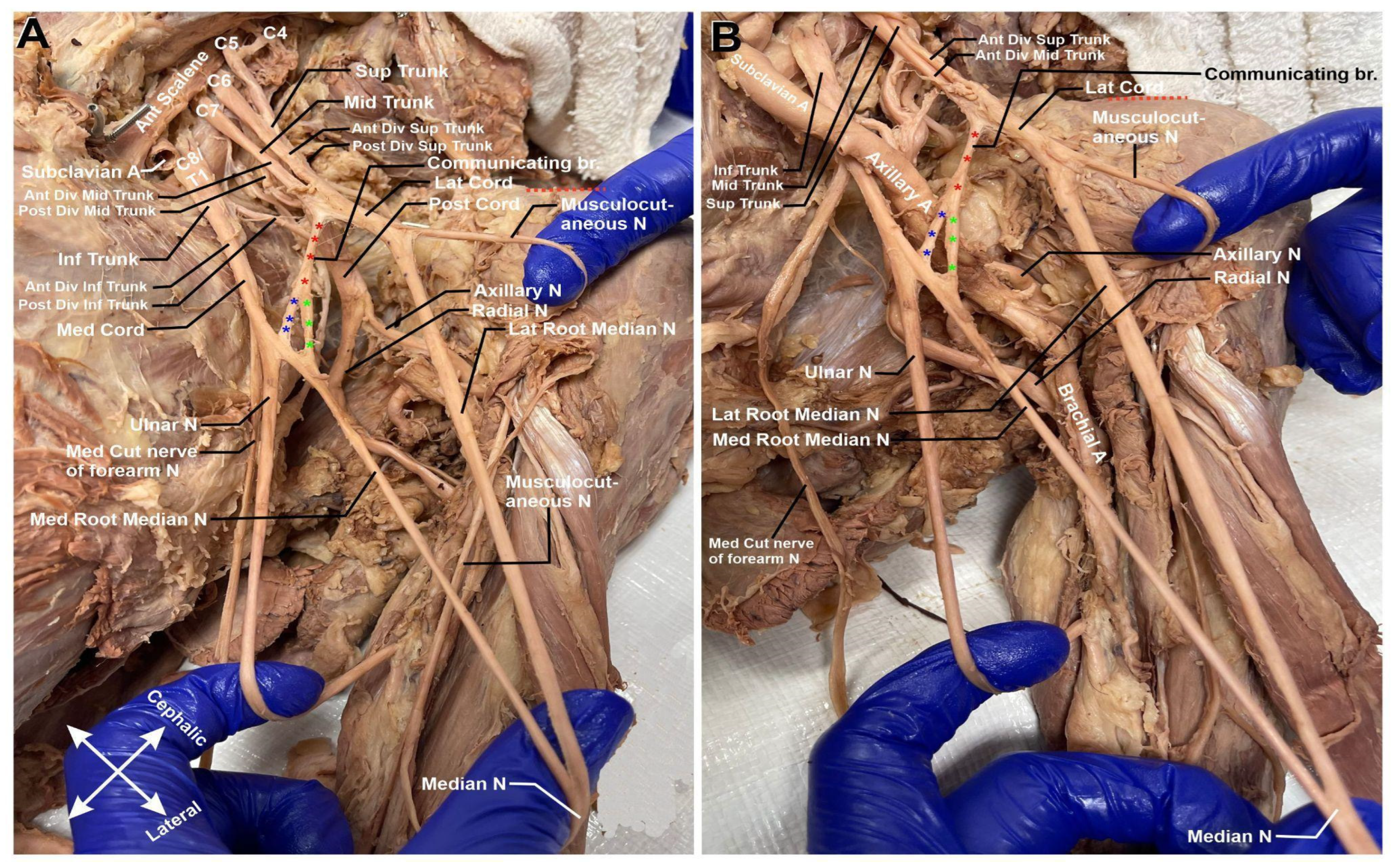 Anatomia 04 00007 g003