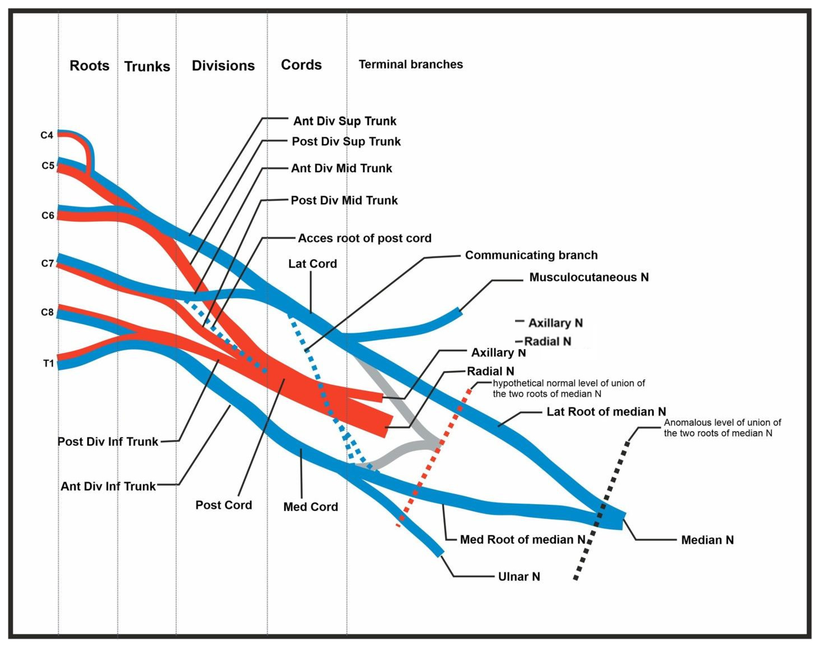 Anatomia 04 00007 g004