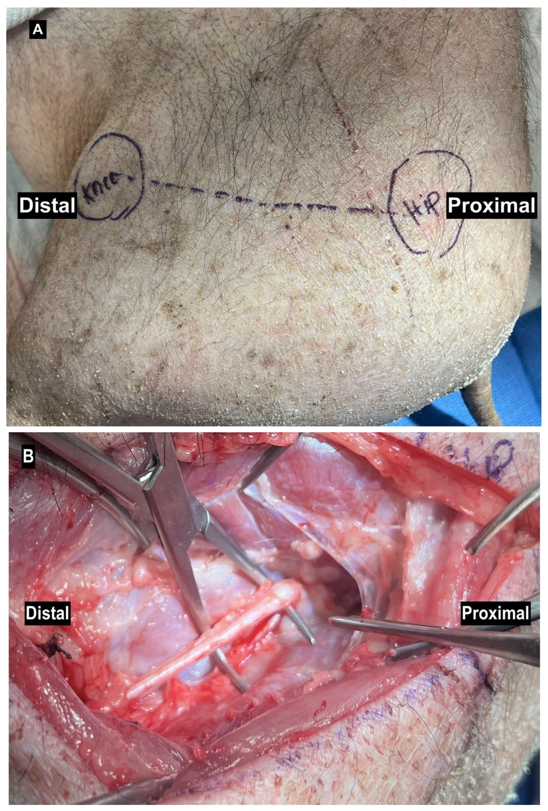 Anatomia 04 00008 g001