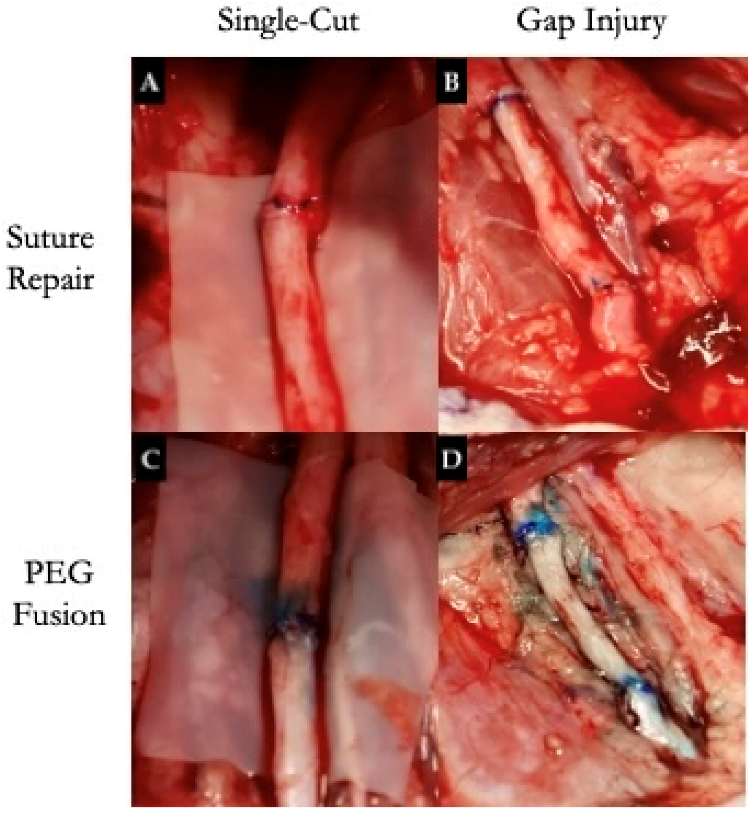 Anatomia 04 00008 g003