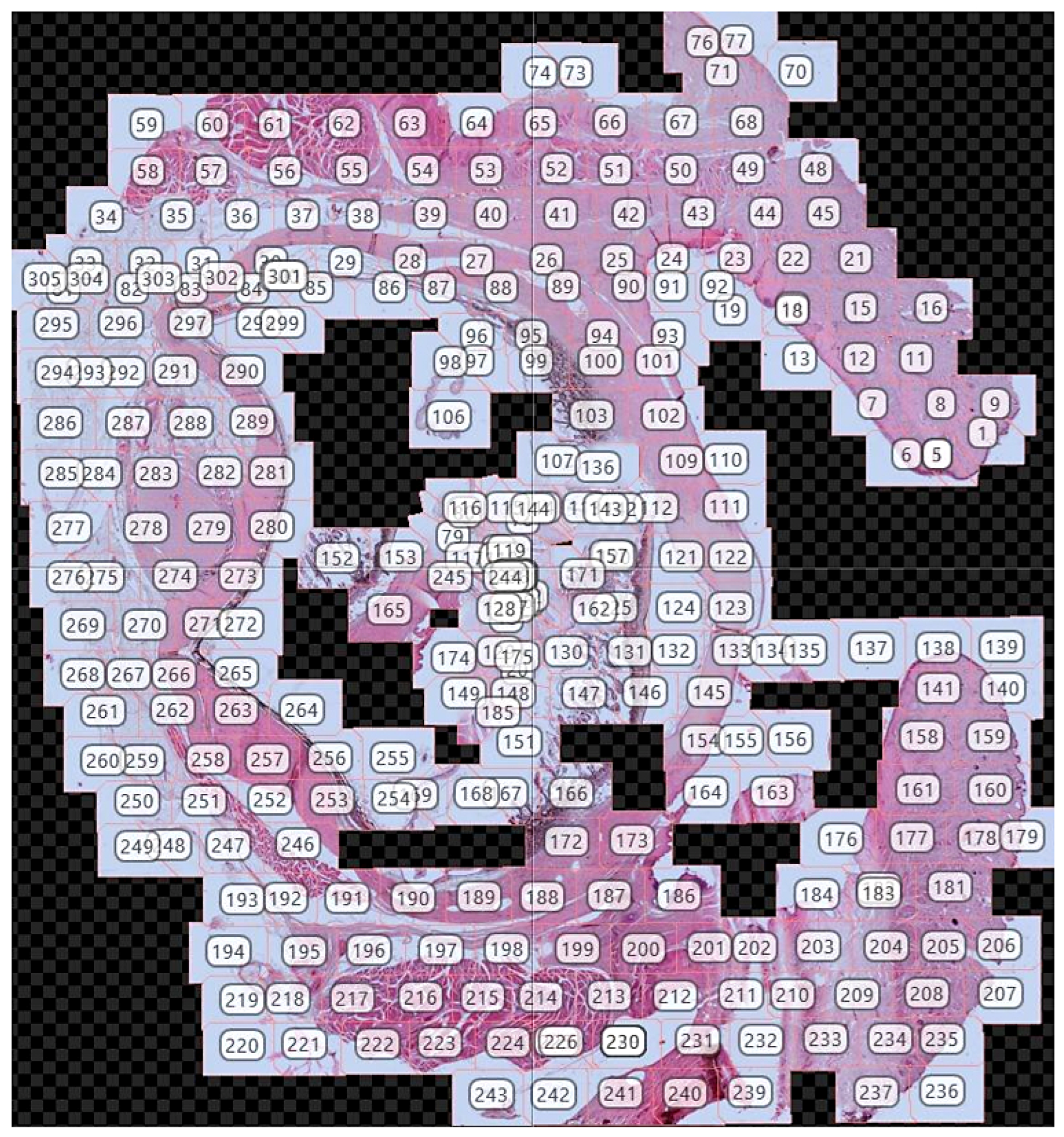 Anatomia 04 00010 g001