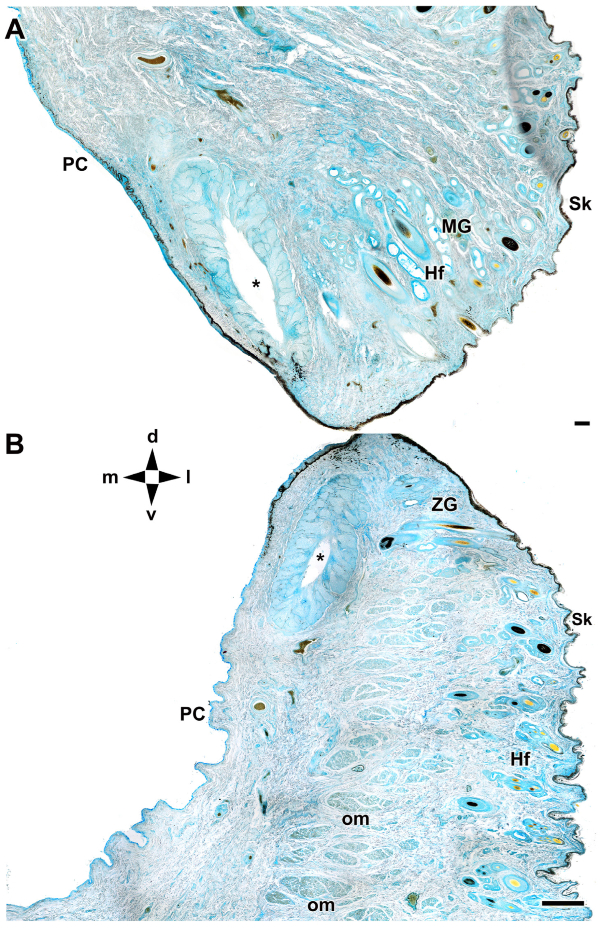 Anatomia 04 00010 g006