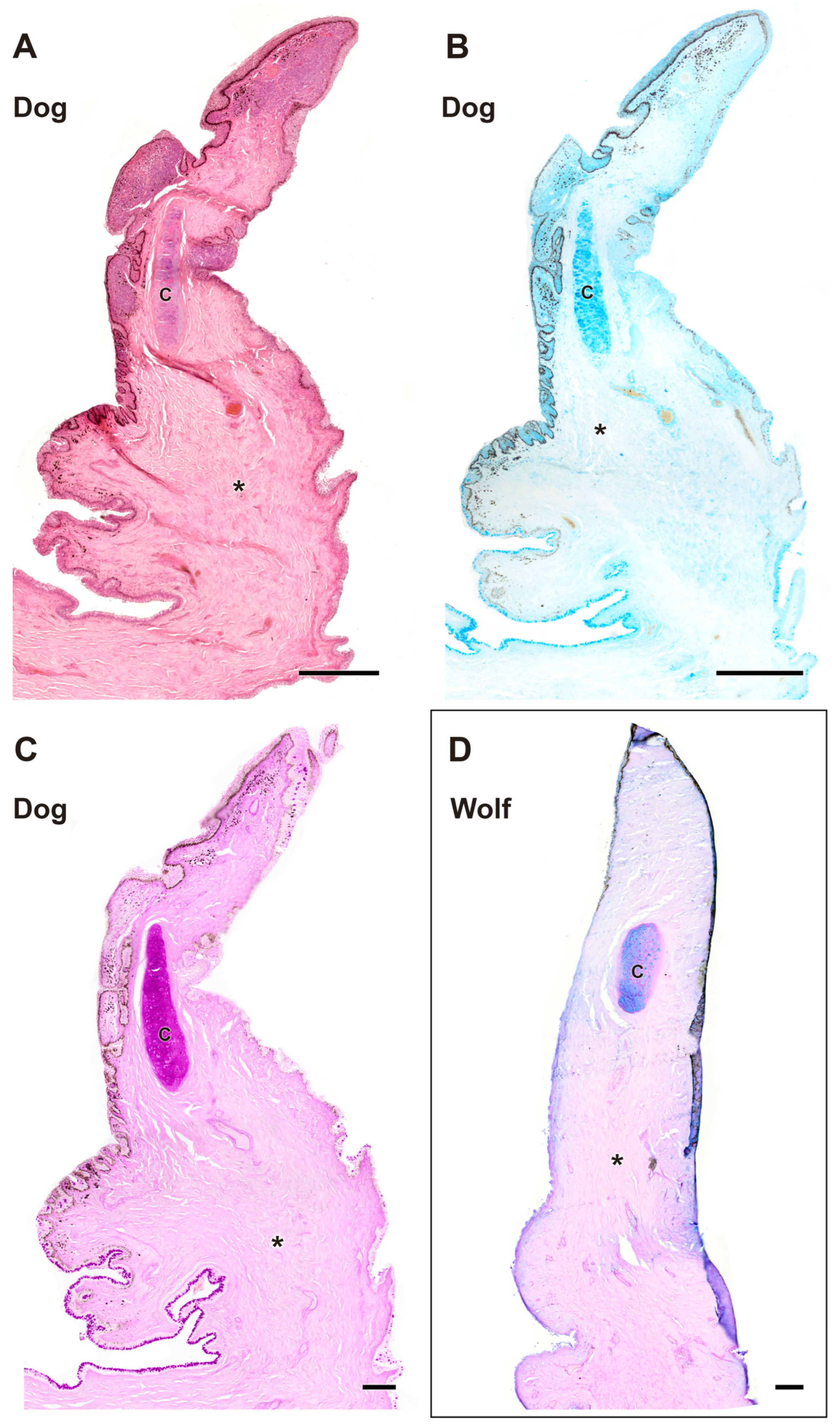 Anatomia 04 00010 g009