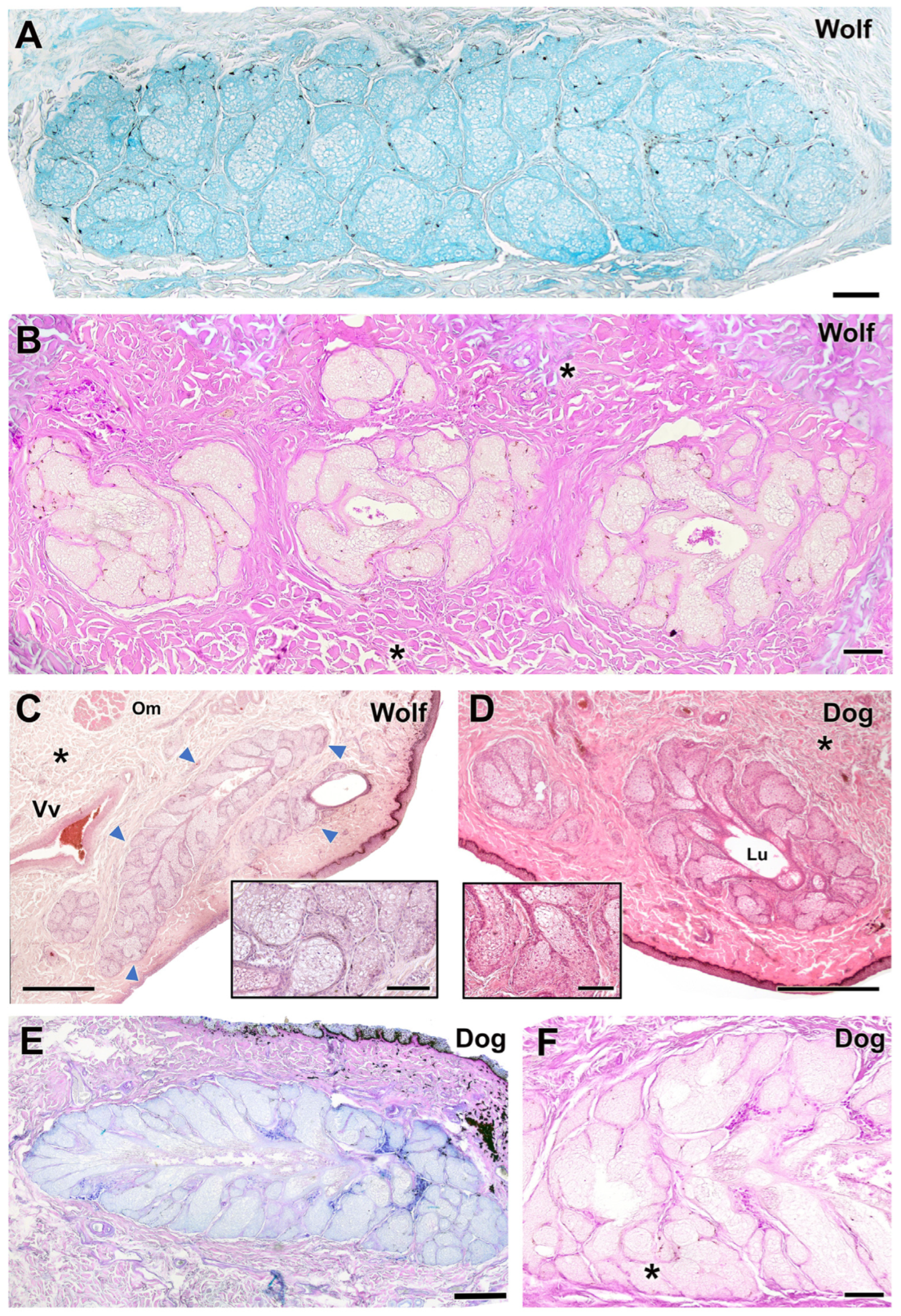Anatomia 04 00010 g011
