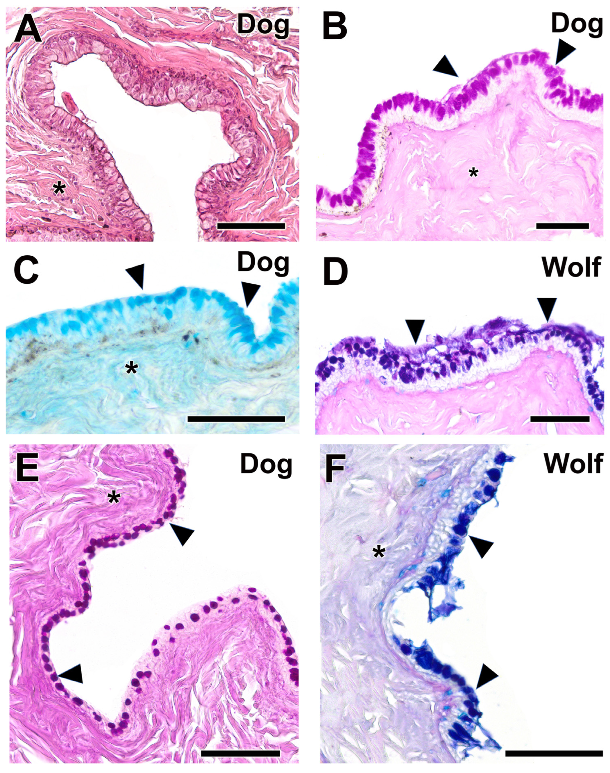 Anatomia 04 00010 g013