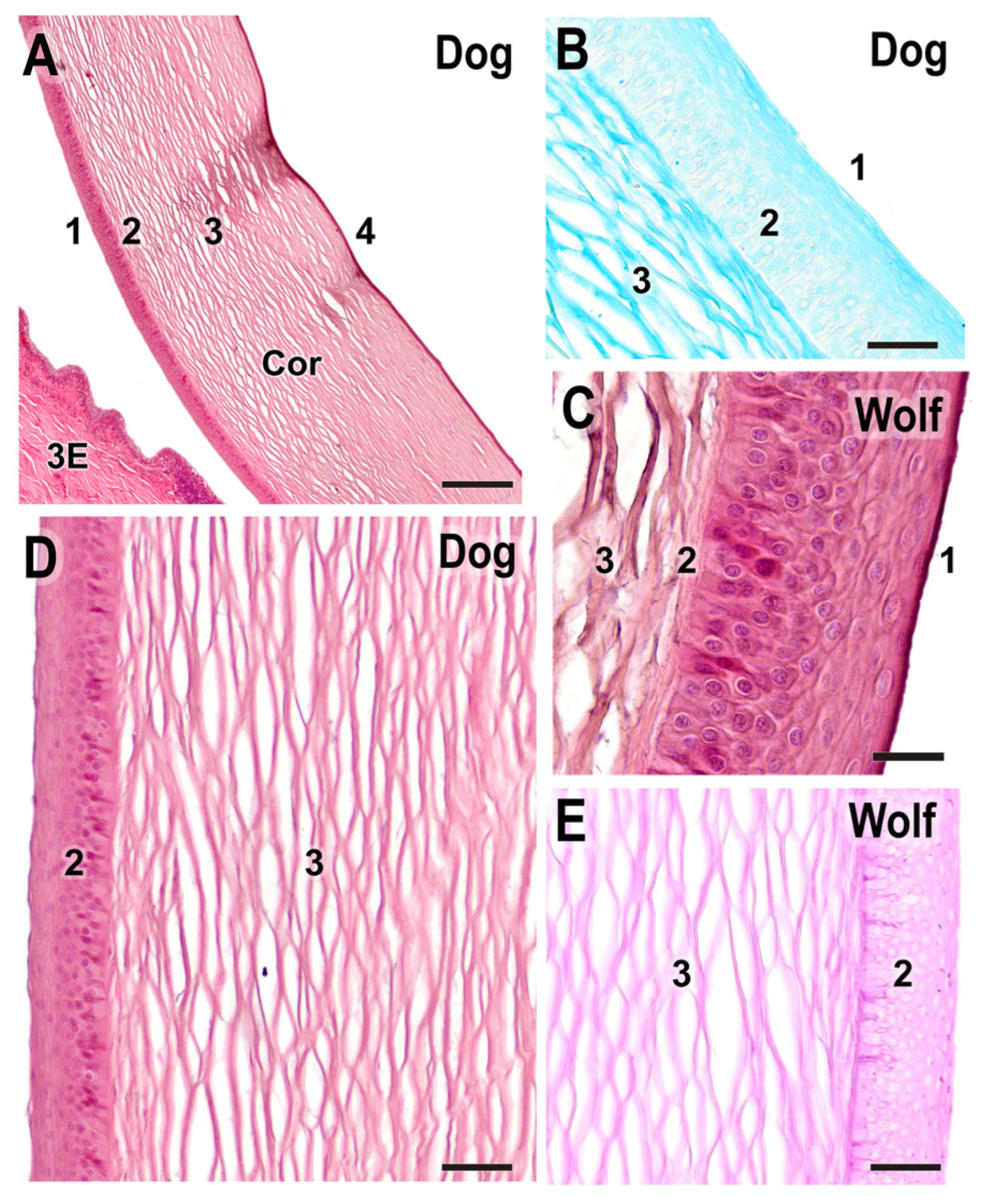 Anatomia 04 00010 g015