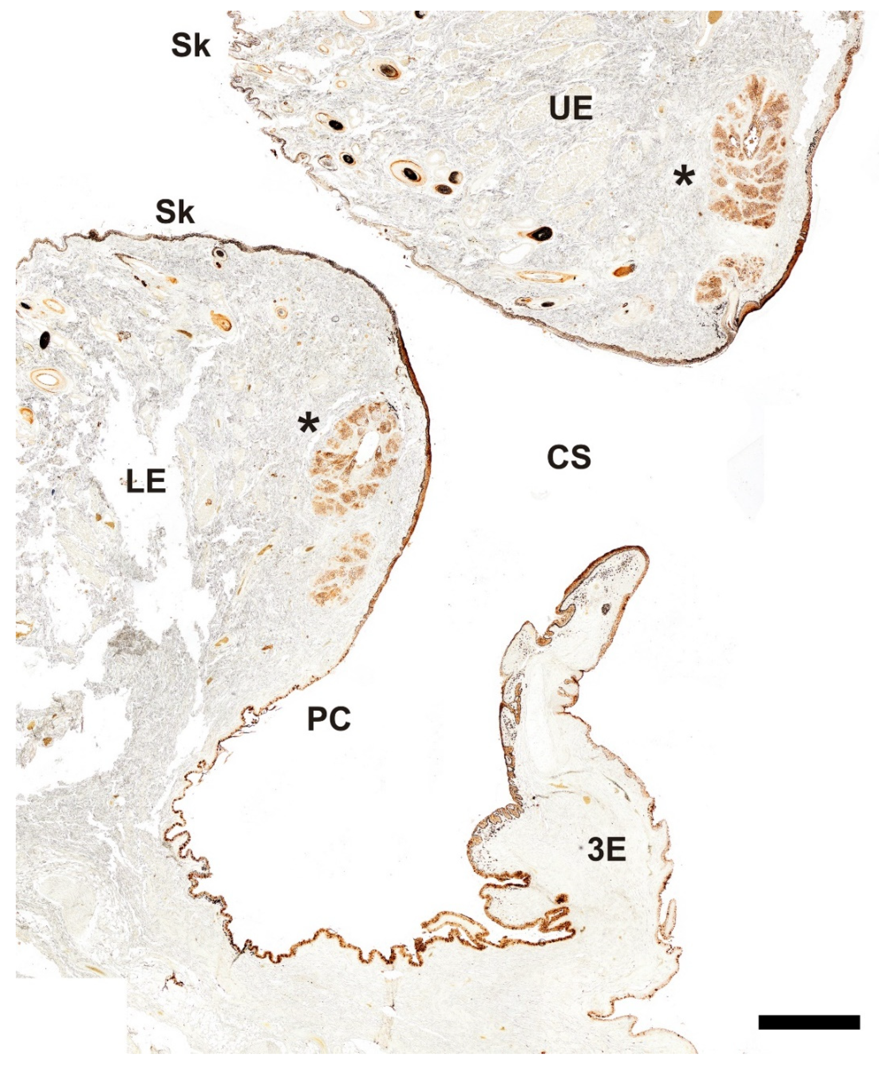 Anatomia 04 00010 g019