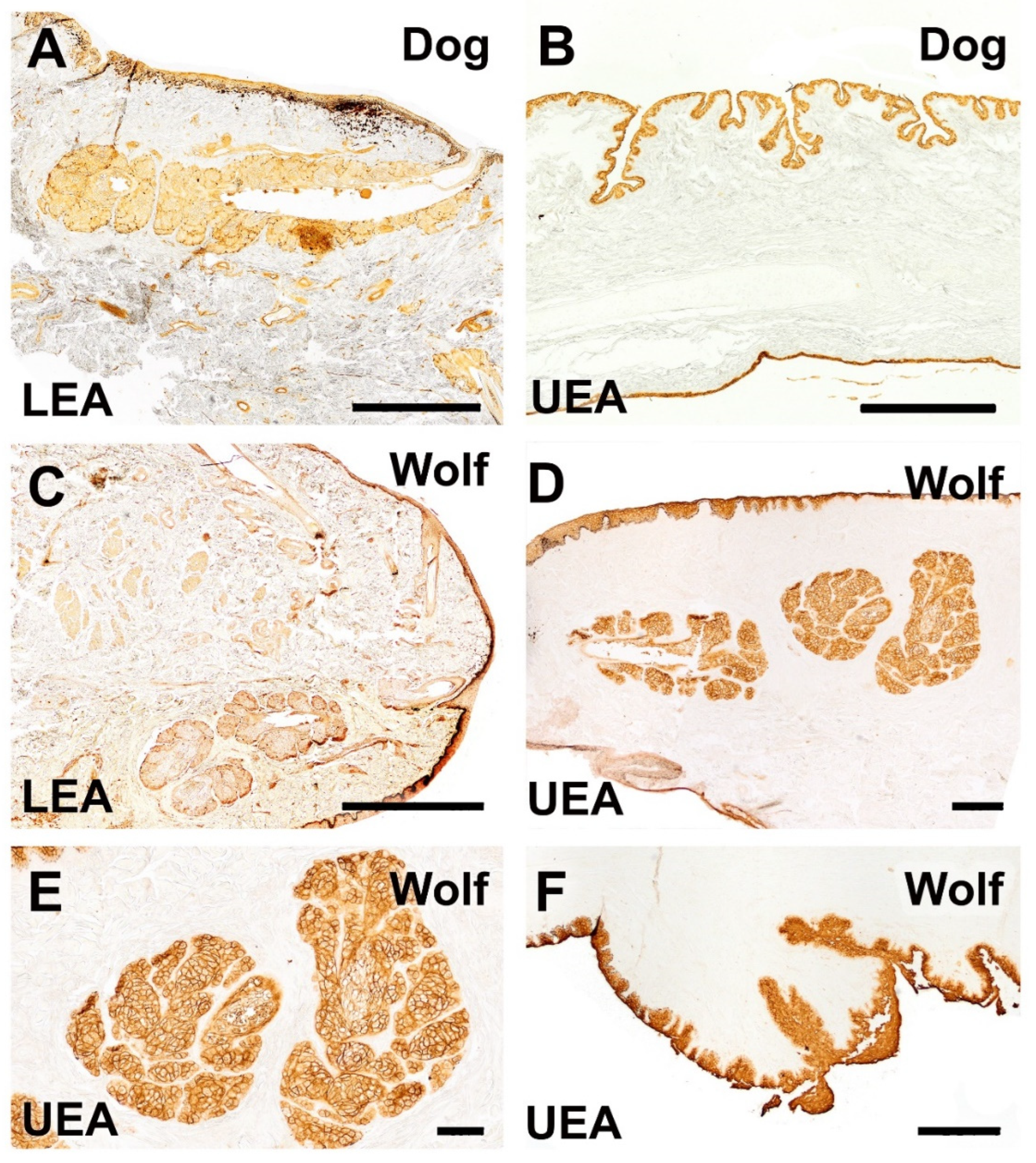 Anatomia 04 00010 g020