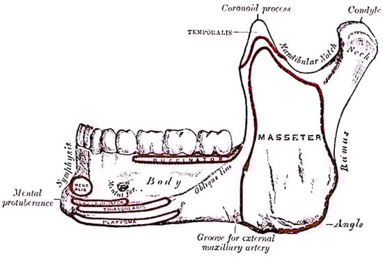 “Mandible. Outer surface. Side view.” From Henry Gray (1825–1861). Anatomy of the Human Body. 1918, online at: https://www.bartleby.com/lit-hub/anatomy-of-the-human-body/fig-176/ (accessed on 2 September 2025), which allows for the visualisation, in its more ventral portion, the osteological architecture of the mental eminence.