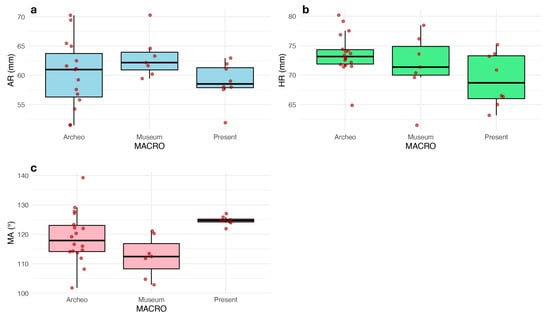 Anatomia 04 00018 g005