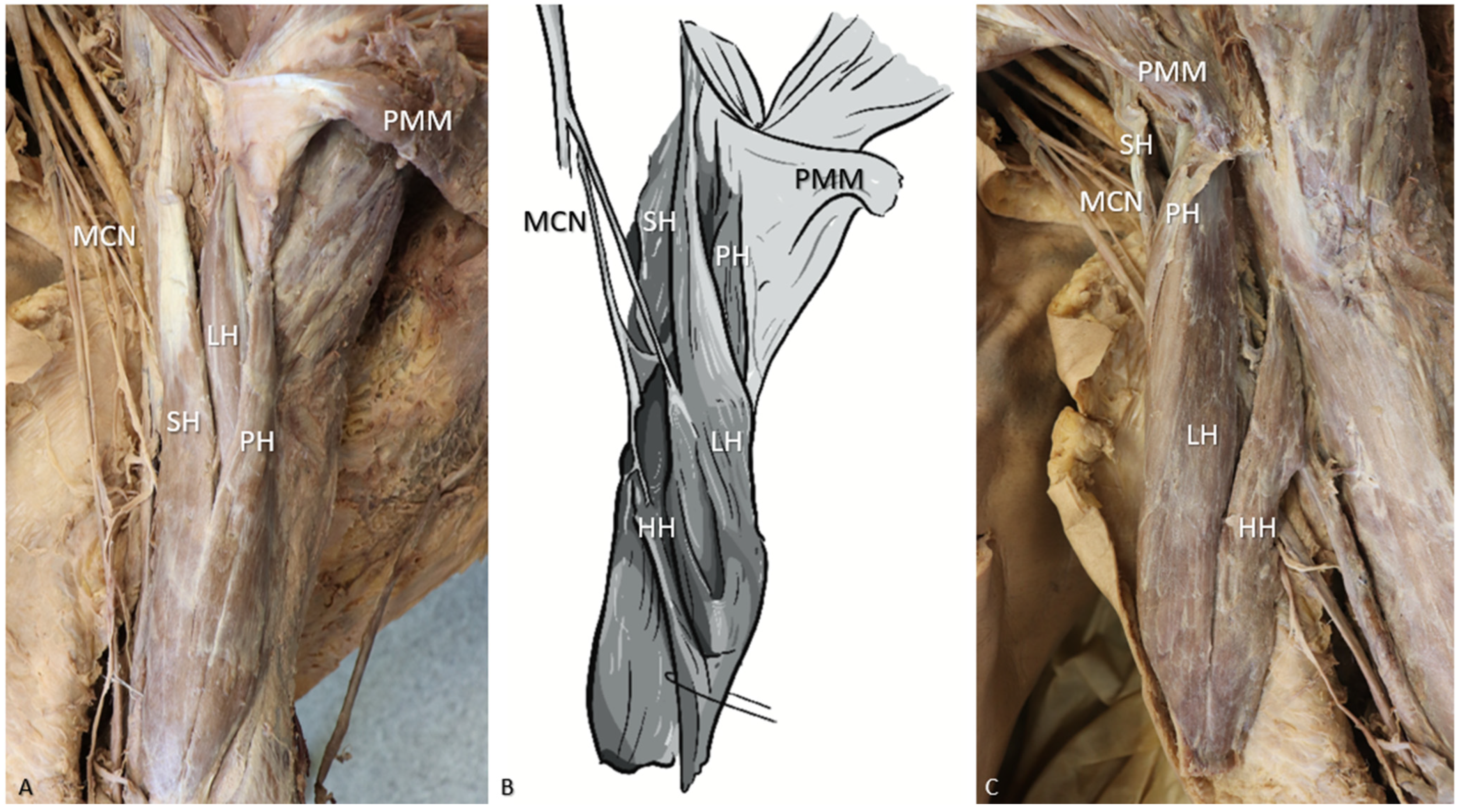 Anatomia 05 00006 g001 Anatomia 05 00006 g001