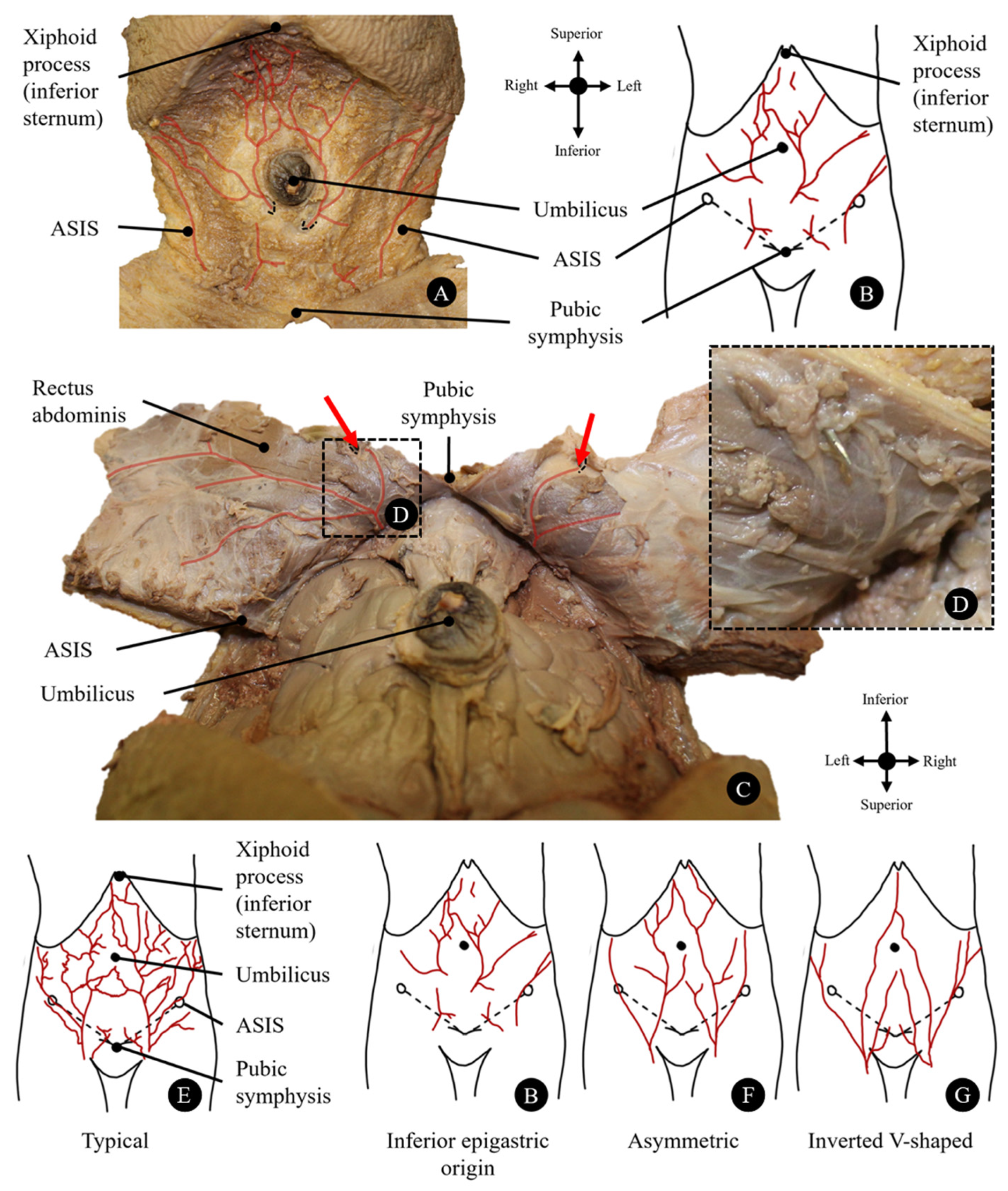 Anatomia 05 00007 g001 Anatomia 05 00007 g001