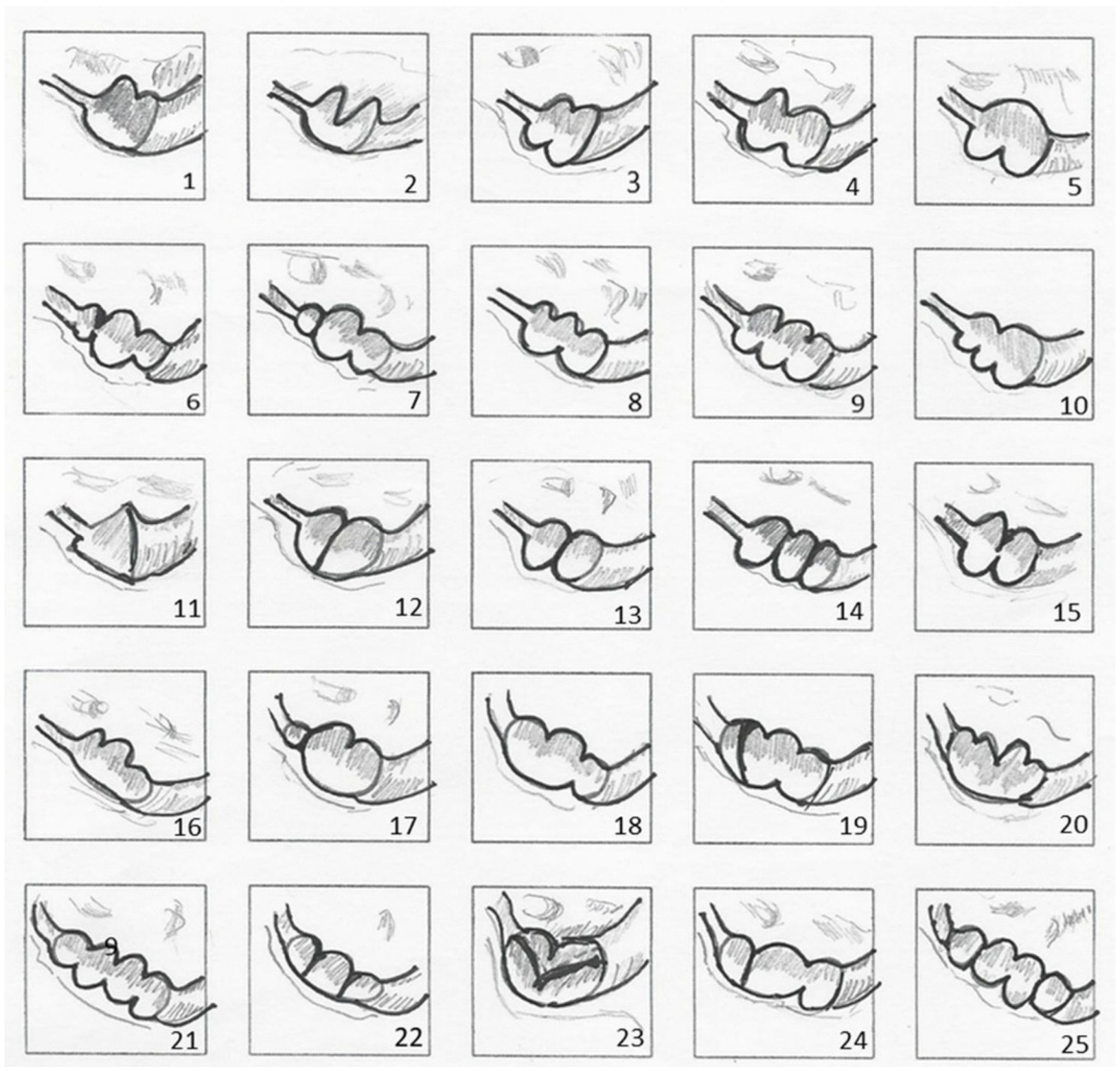 Anatomia 05 00009 g001 Anatomia 05 00009 g001