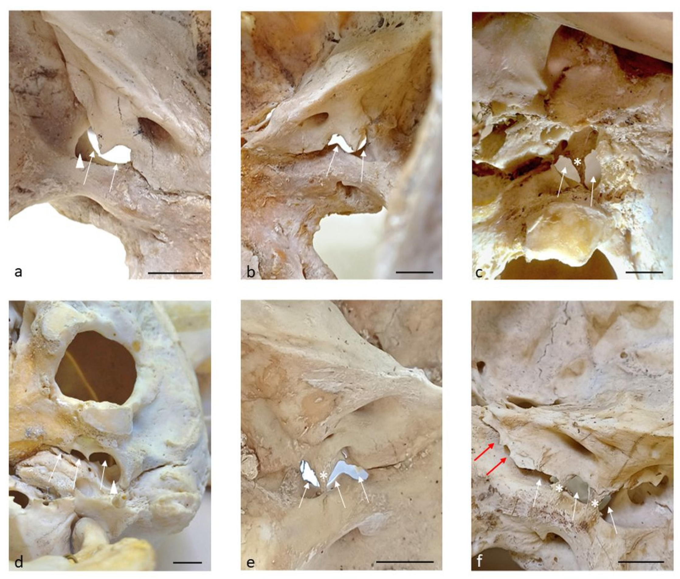 Anatomia 05 00009 g002 Anatomia 05 00009 g002
