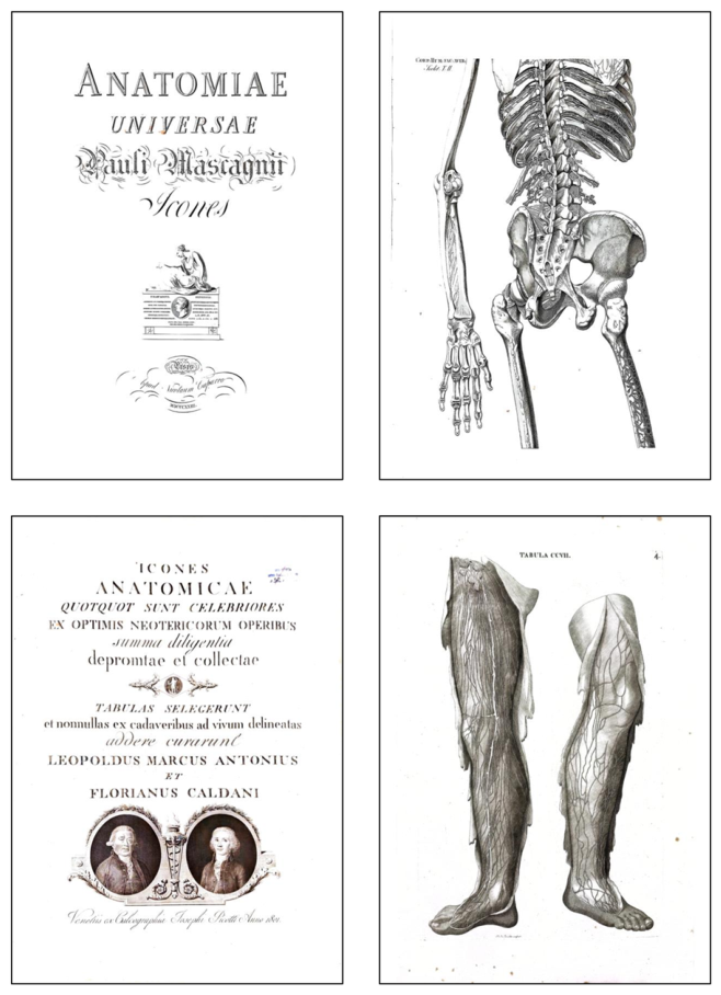 Anatomia 05 00021 g001 Anatomia 05 00021 g001