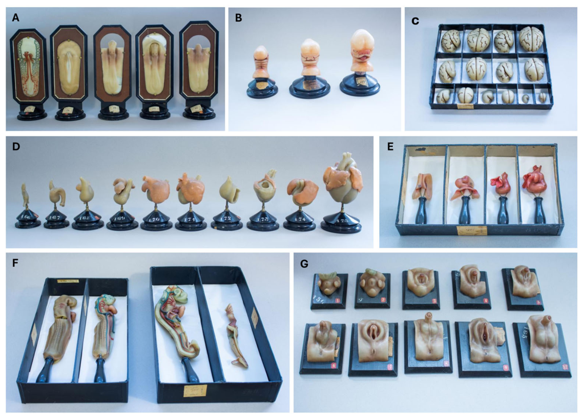 Anatomia 05 00021 g004 Anatomia 05 00021 g004