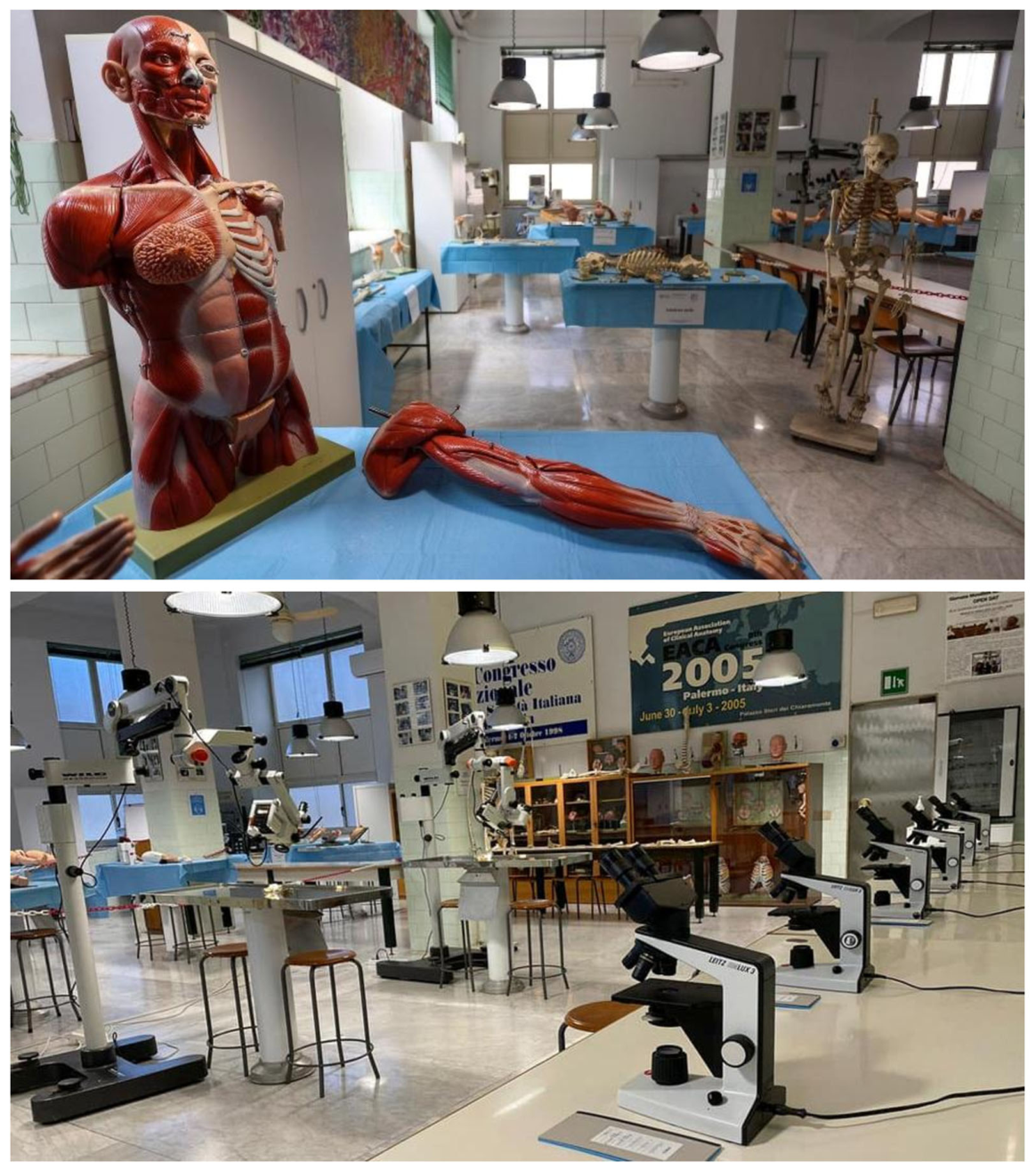 Anatomia 05 00021 g005 Anatomia 05 00021 g005
