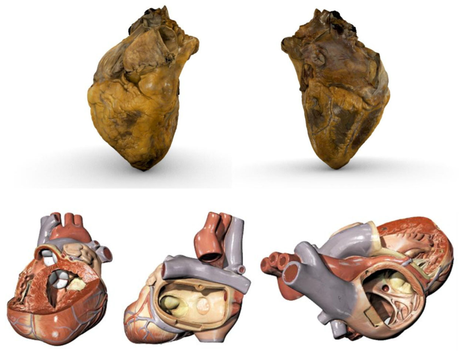 Anatomia 05 00021 g007 Anatomia 05 00021 g007