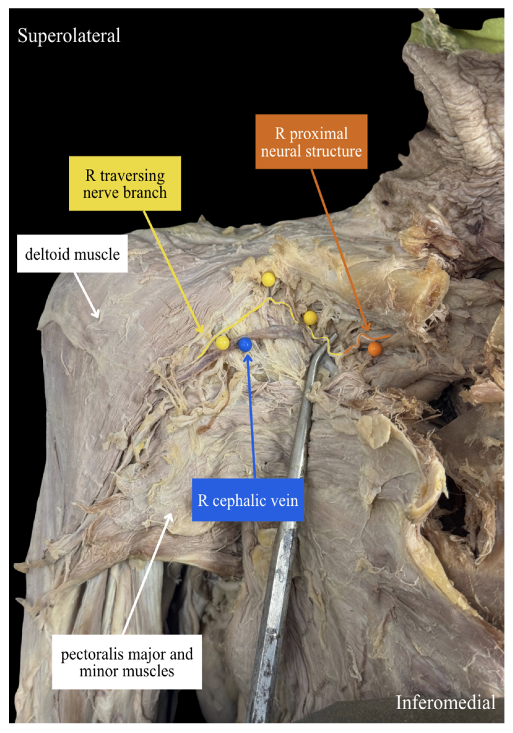 Anatomia 05 00028 g003 Anatomia 05 00028 g003