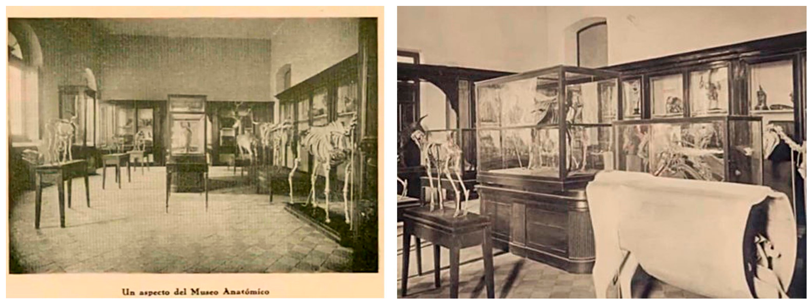 Anatomia 05 00029 g002 Anatomia 05 00029 g002