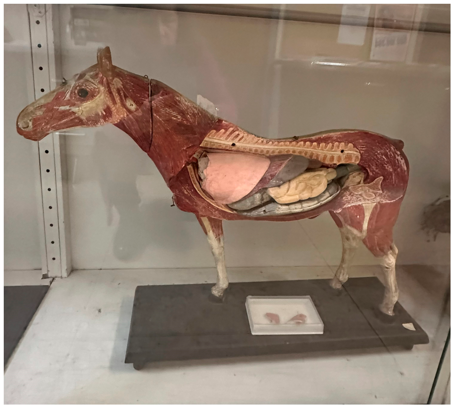 Anatomia 05 00029 g003 Anatomia 05 00029 g003