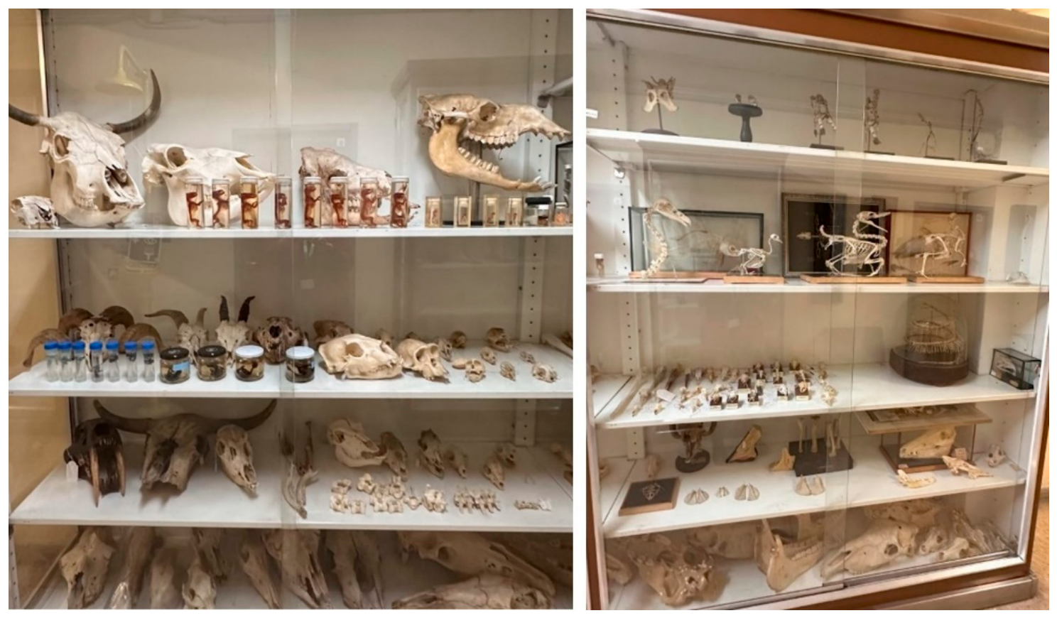 Anatomia 05 00029 g004 Anatomia 05 00029 g004