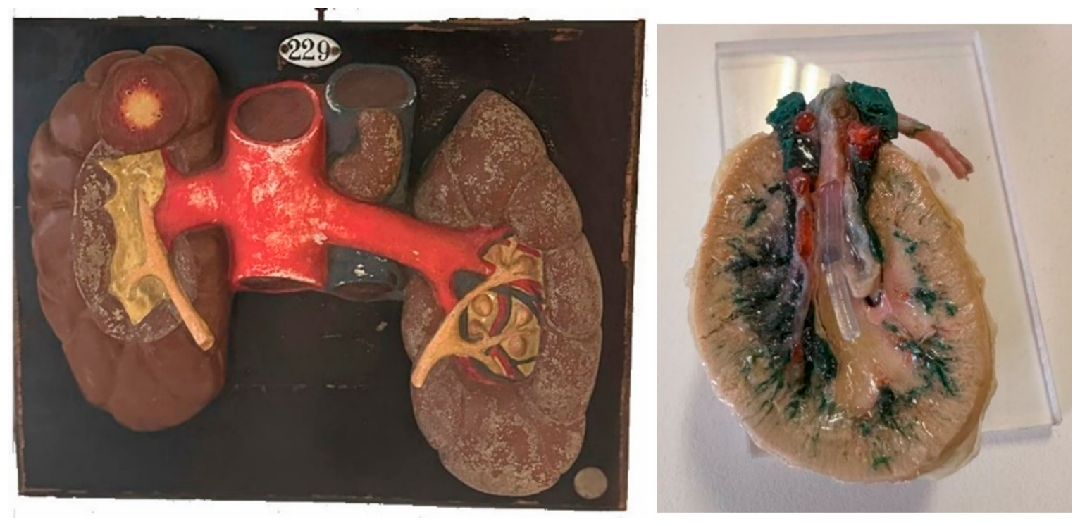 Anatomia 05 00029 g005 Anatomia 05 00029 g005