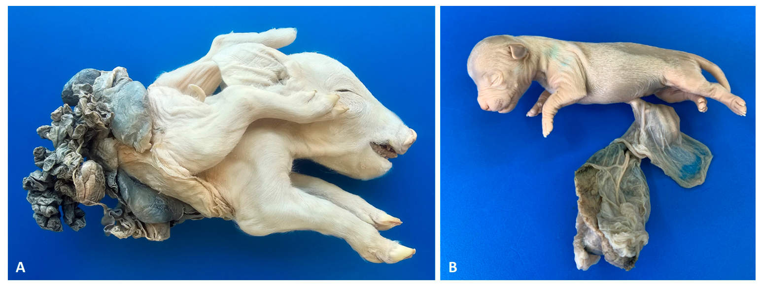 Anatomia 05 00029 g007 Anatomia 05 00029 g007