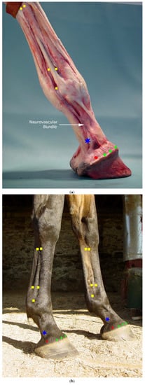 Animals 02 00455 g003 550