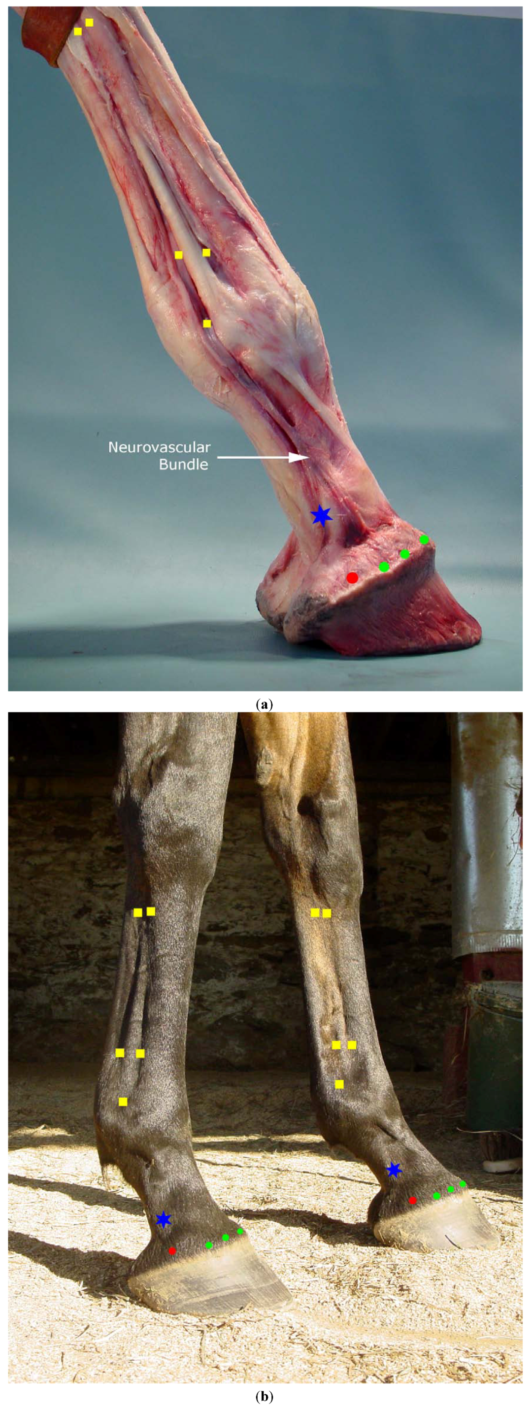 Animals 02 00455 g003