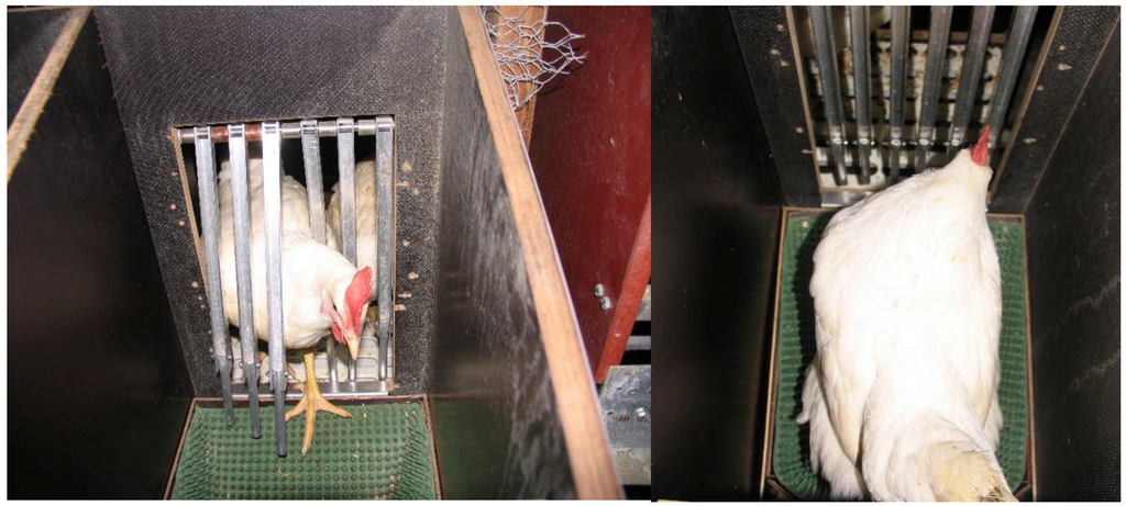 Animals 06 00010 g004 1024