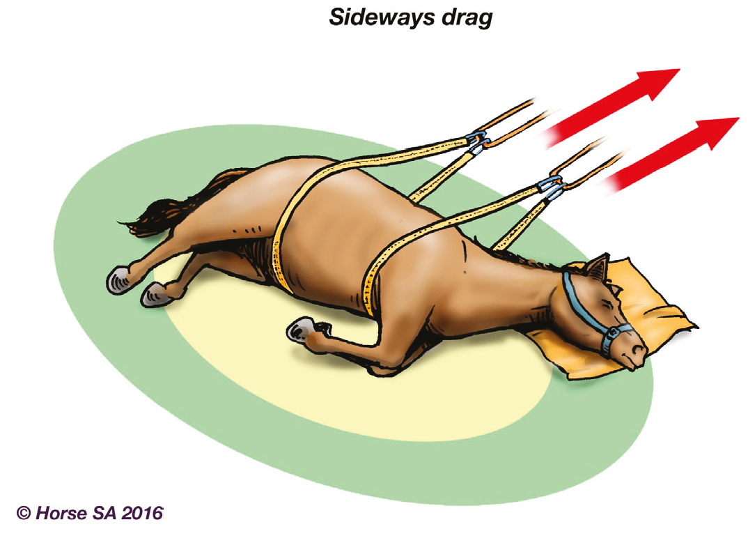 Animals 06 00016 g004