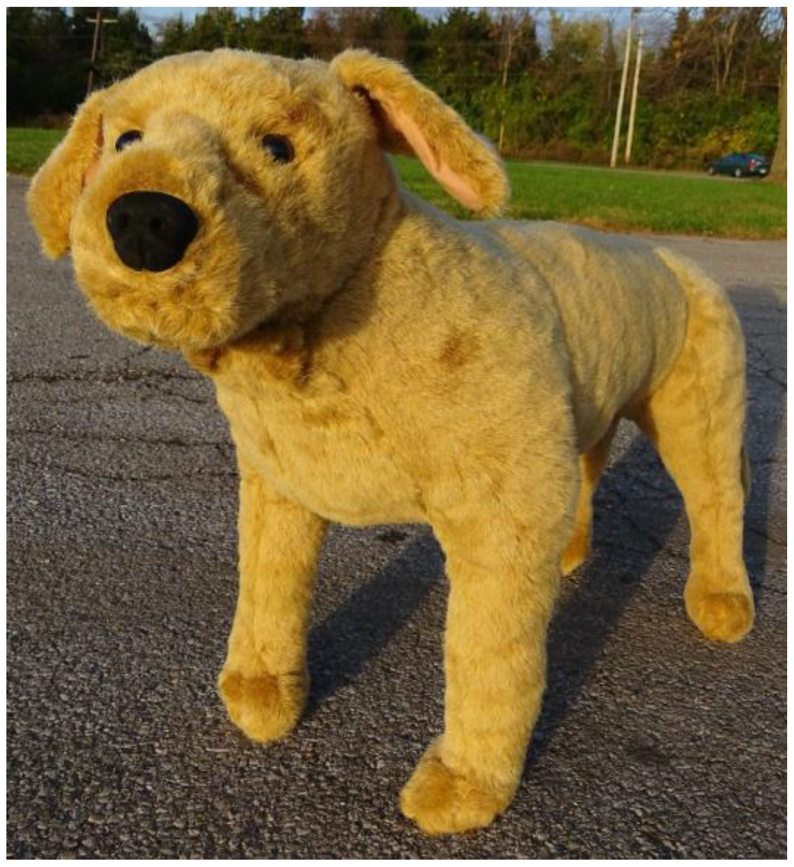 Animals 06 00072 g003