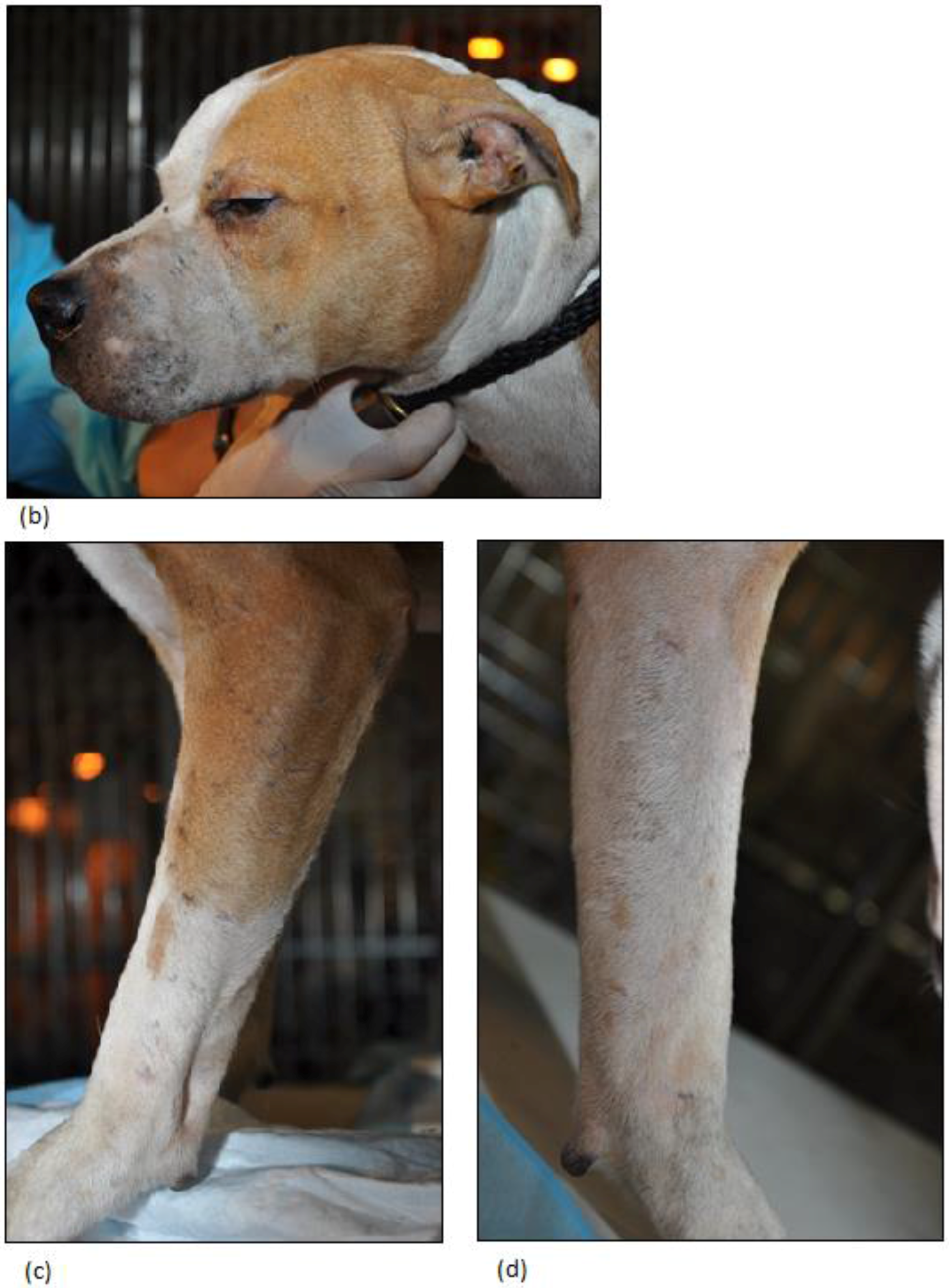 Animals 06 00072 g004b