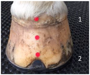 Animals 07 00029 i001 Animals 07 00029 i001