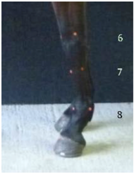 Animals 07 00029 i003 Animals 07 00029 i003